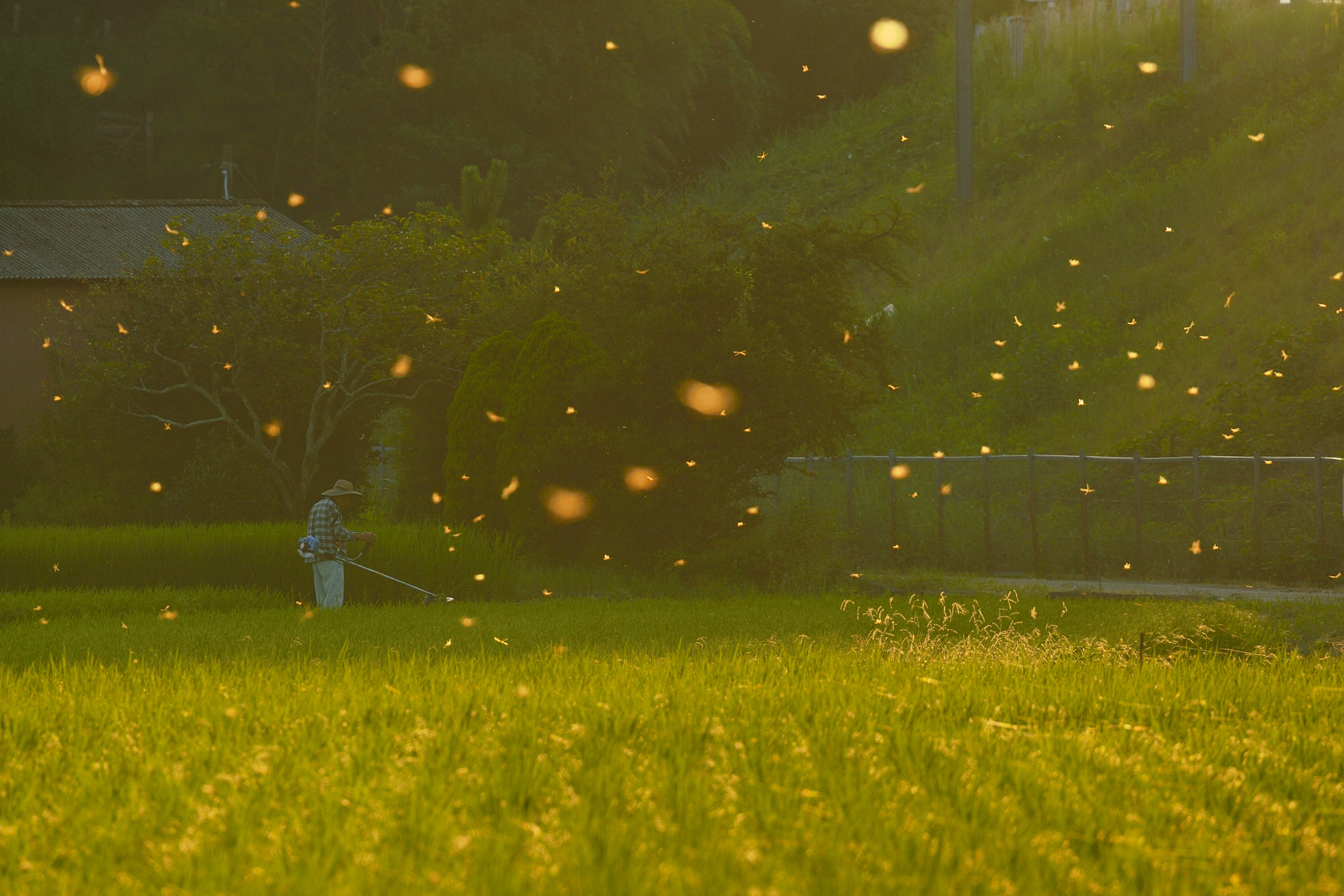 Nikon Df sample photo. ⑥トンボ／大内 h photography