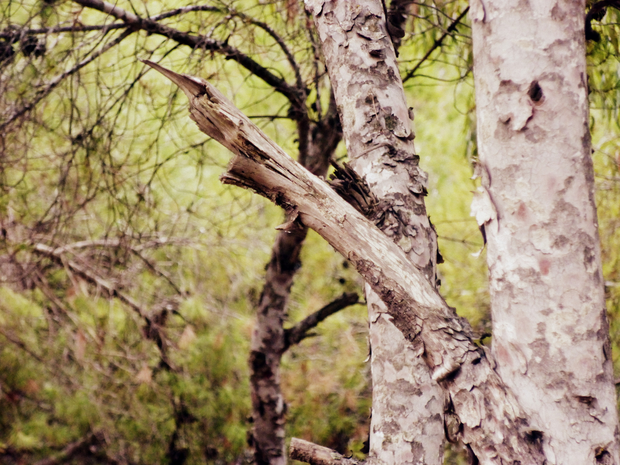 Panasonic DMC-SZ9 sample photo. Tree branch ! photography