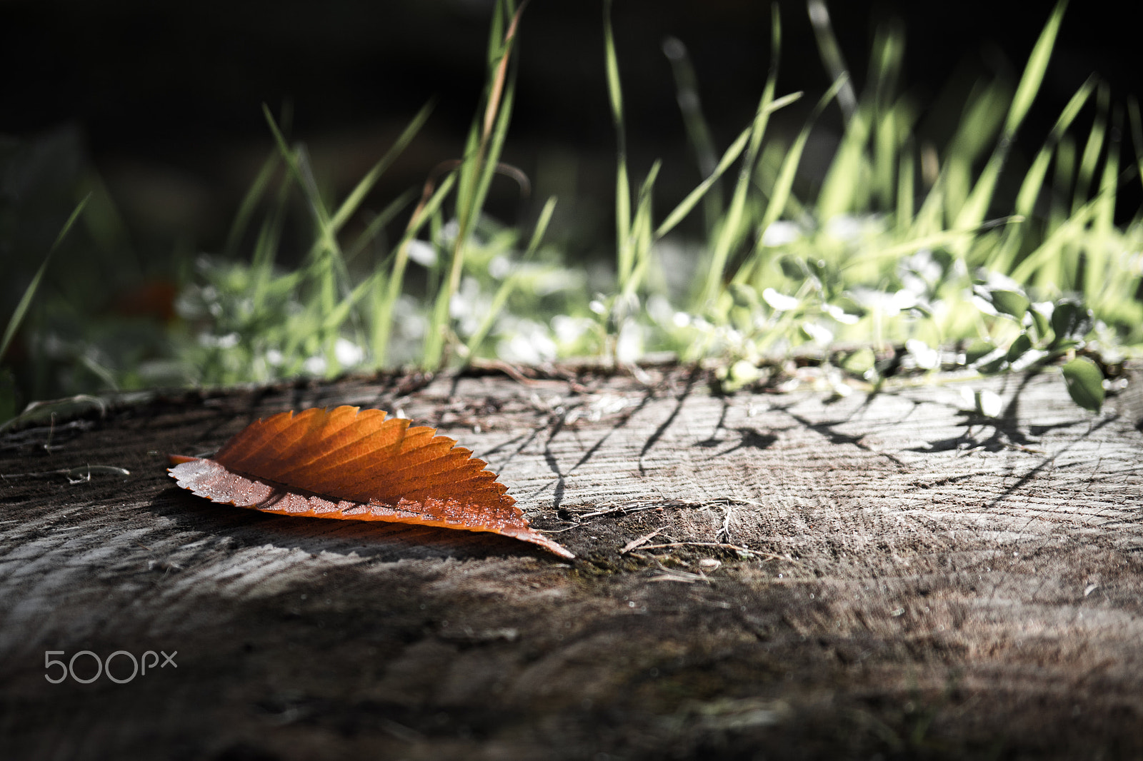 Pentax K-S2 sample photo. A leaf photography