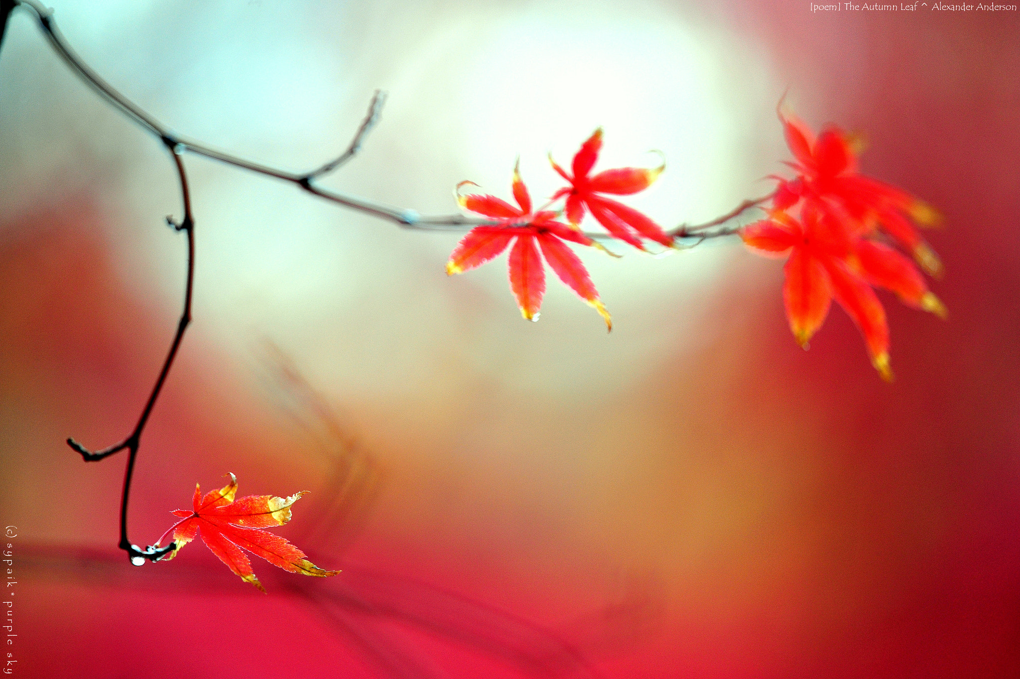 Nikon Nikkor AF-S 300mm F4E PF ED VR sample photo. The autumn leaf photography