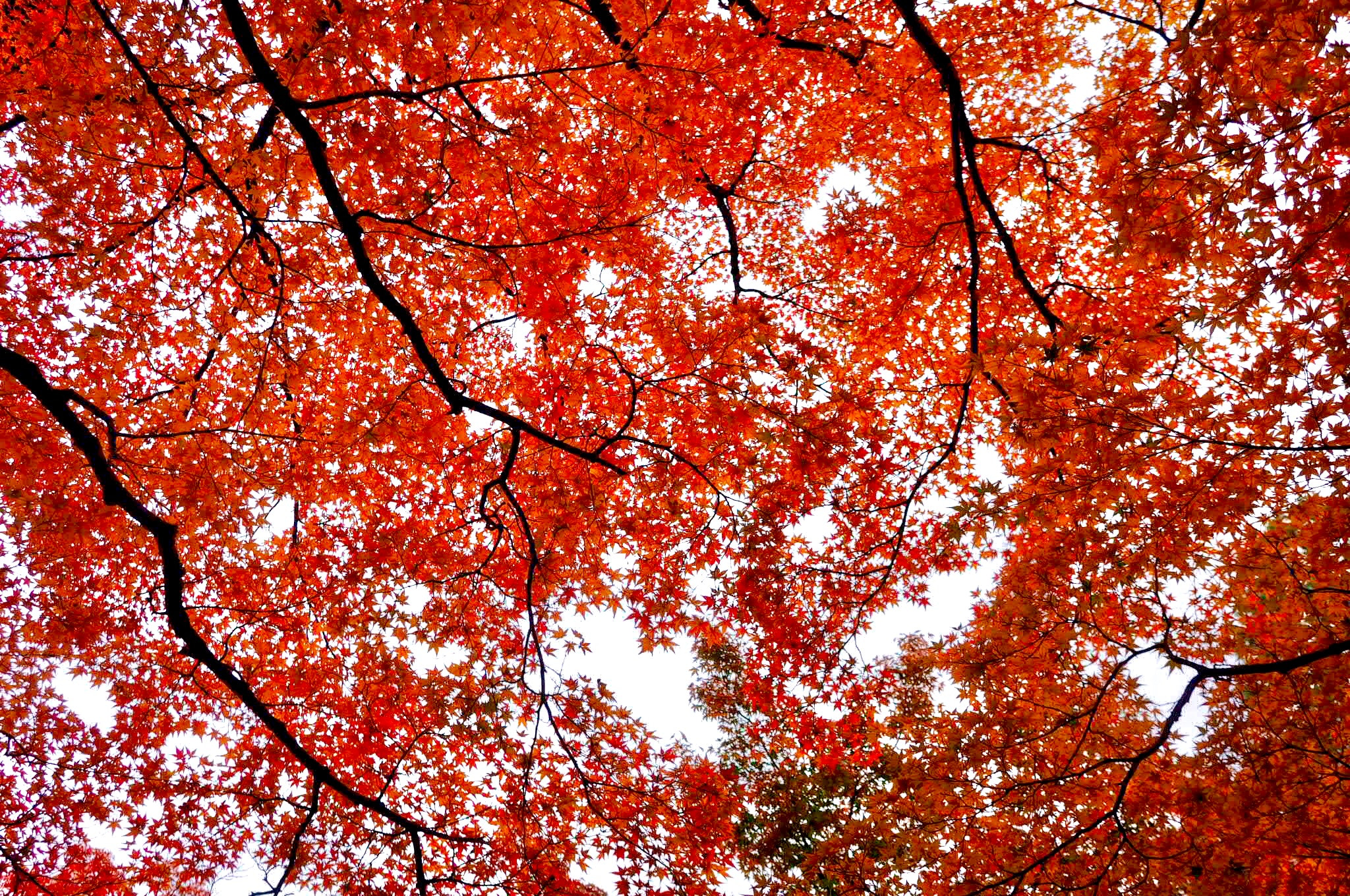 Olympus OM-D E-M10 + OLYMPUS M.12mm F2.0 sample photo. 真正極楽寺 photography