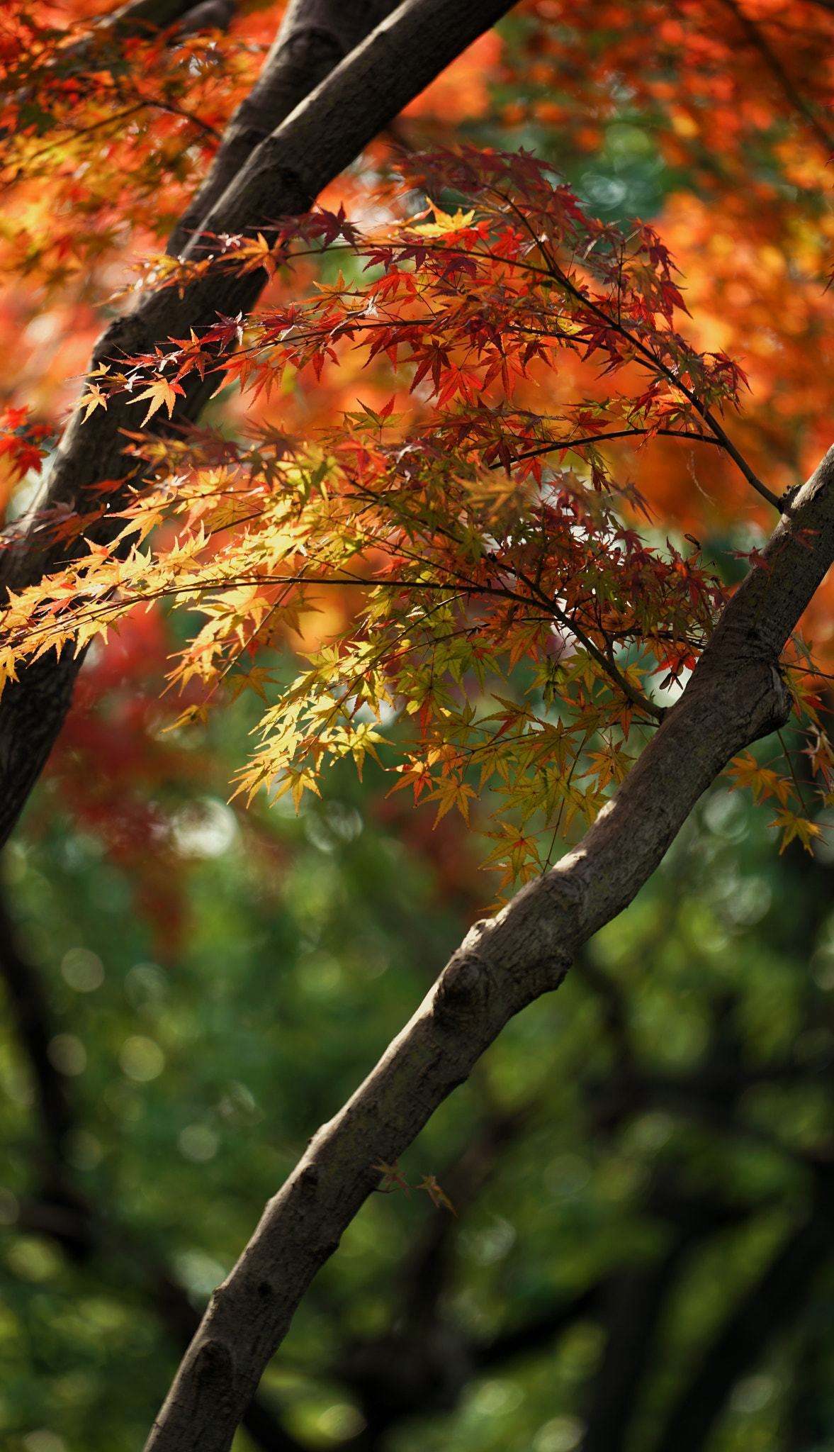 Sony FE 70-200mm F4 G OSS sample photo. 红叶 photography