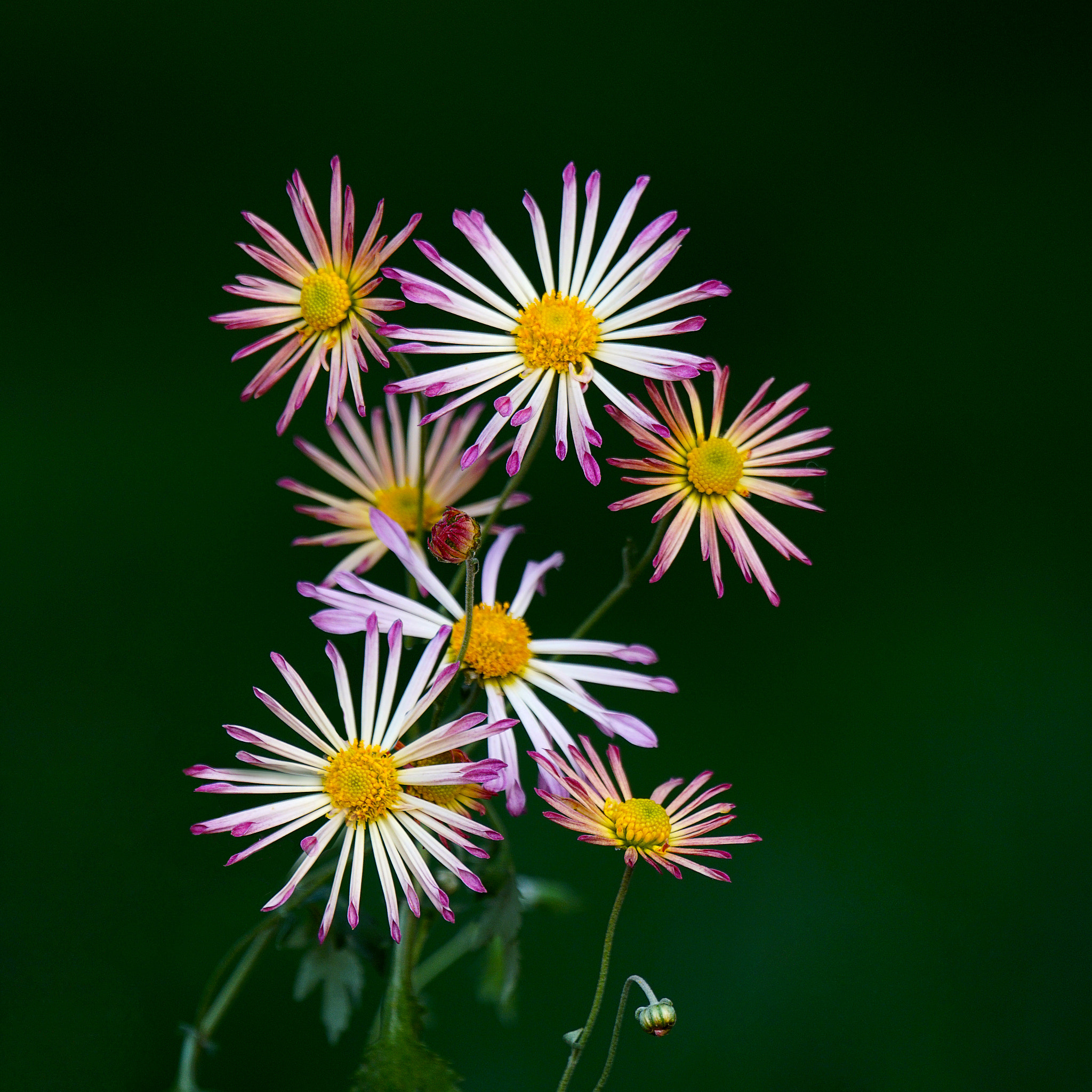 Sony 70-400mm F4-5.6 G SSM II sample photo. 小菊 photography