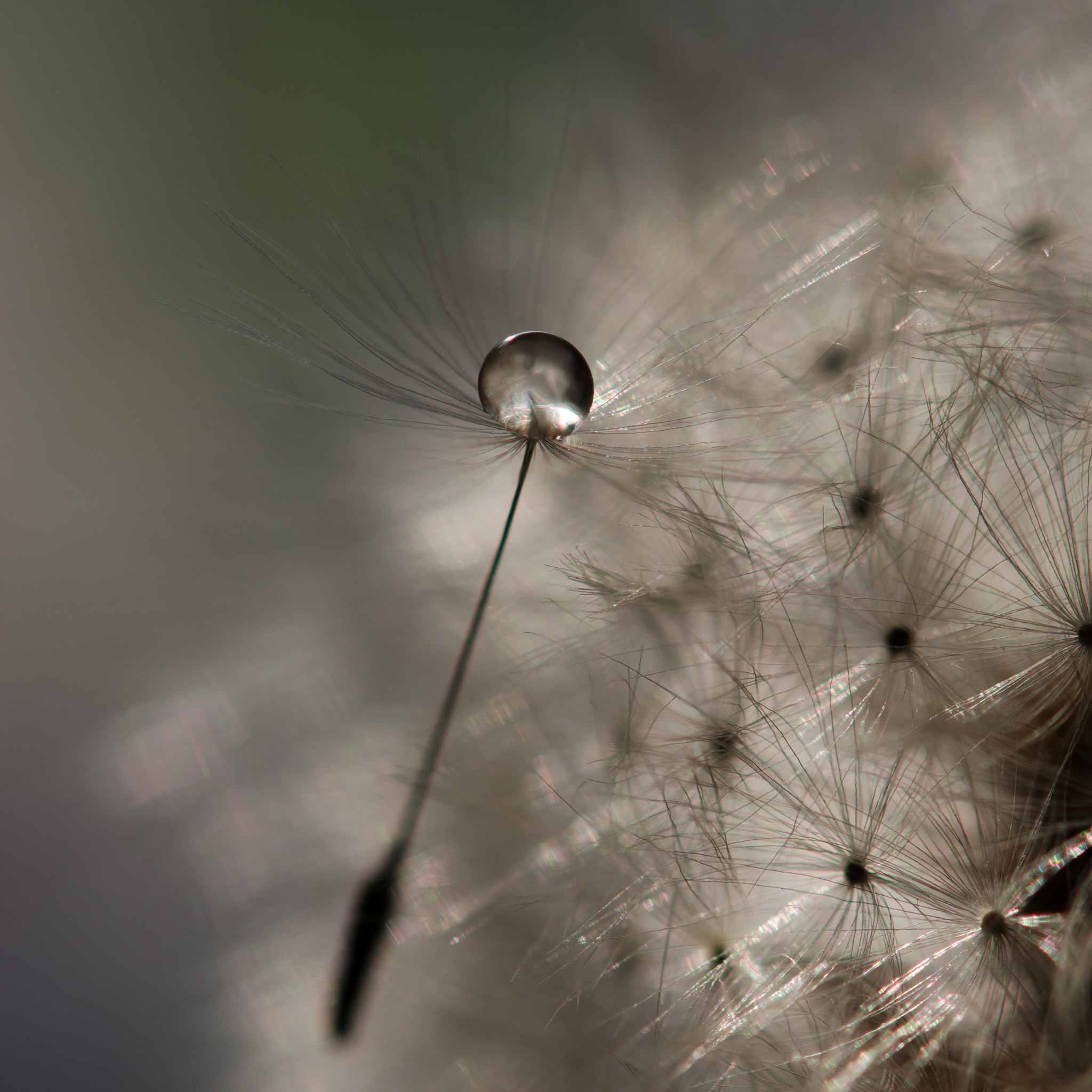 Nikon AF-S Micro-Nikkor 105mm F2.8G IF-ED VR sample photo. Dmuchawce... photography