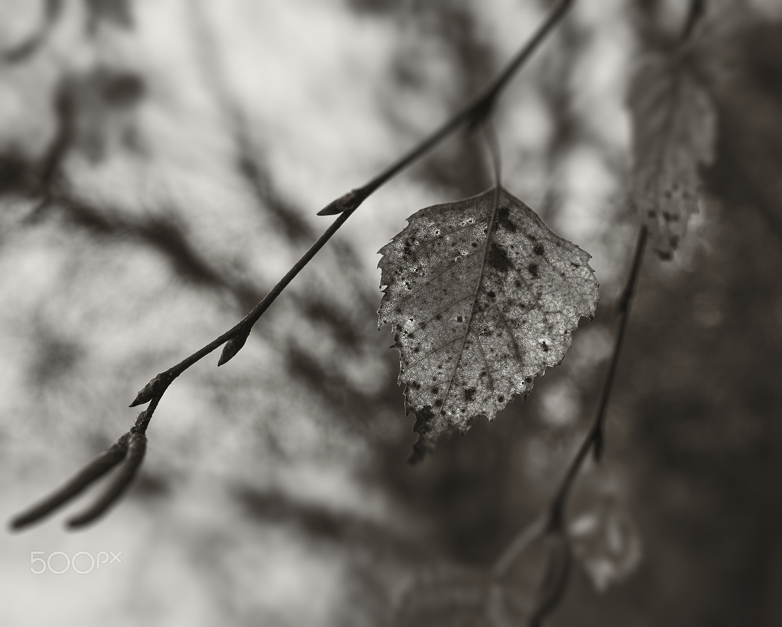 Fujifilm X-T1 + Fujifilm XF 60mm F2.4 R Macro sample photo. Leavs photography