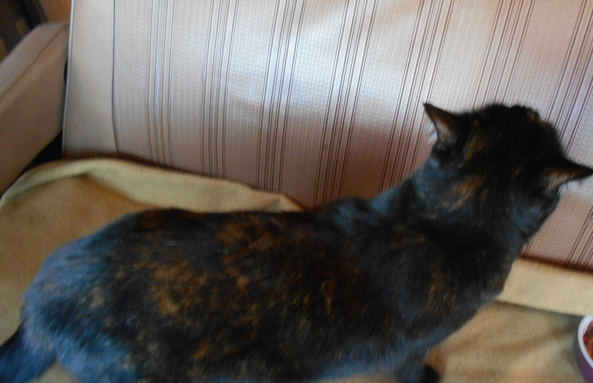 Nikon COOLPIX L30 sample photo. Tortoiseshell cat (two) photography