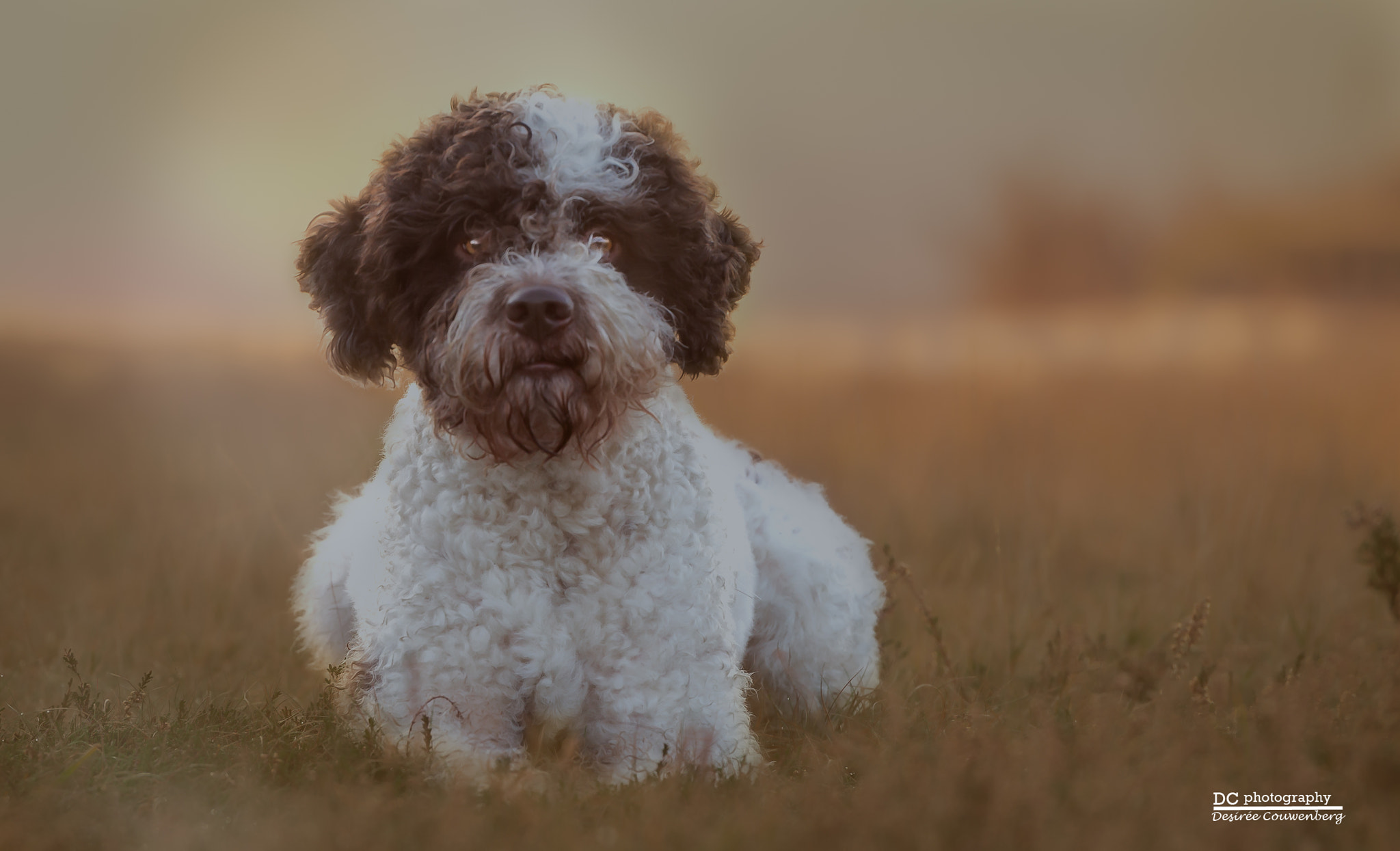 Nikon AF-S Nikkor 70-200mm F2.8G ED VR II sample photo. Gentle boy photography