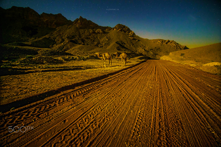 Canon EOS-1D C sample photo. Camels in night photography