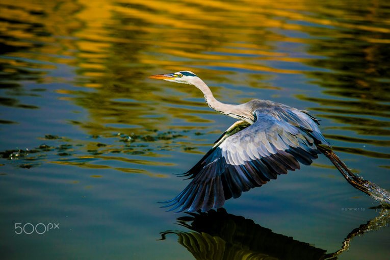 Canon EOS-1D C sample photo. Gray heron fly photography