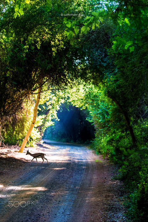 Canon EOS-1D C sample photo. Deer in morning walk photography