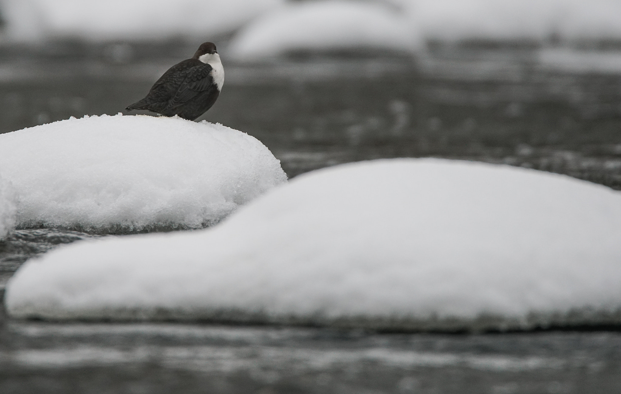 Sony a7R II + Tamron SP 150-600mm F5-6.3 Di VC USD sample photo. White-throated dipper photography