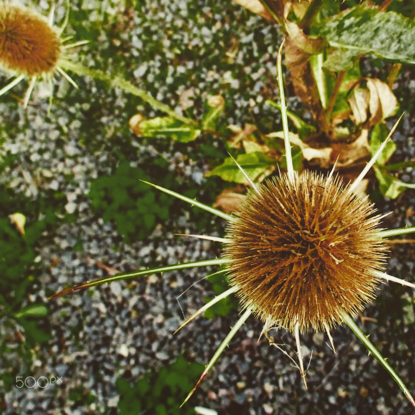 Canon PowerShot ELPH 130 IS (IXUS 140 / IXY 110F) sample photo. Dry weed, fall 2016 photography