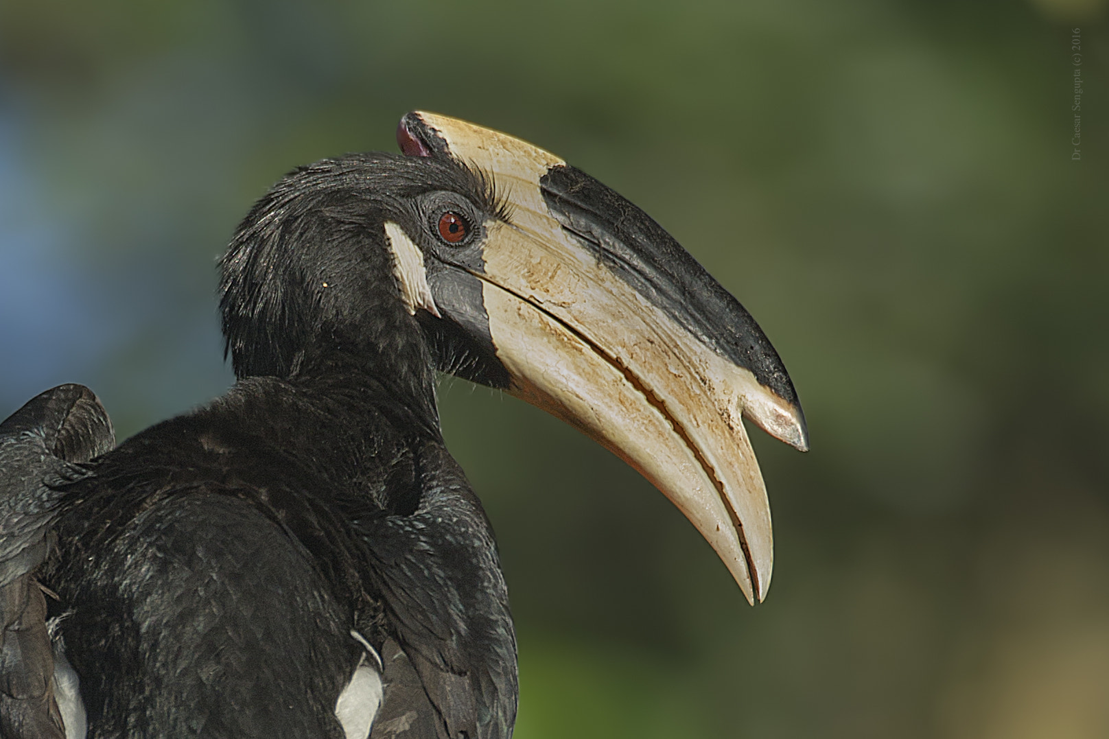 Canon EOS-1D X sample photo. Malabar pied hornbill photography