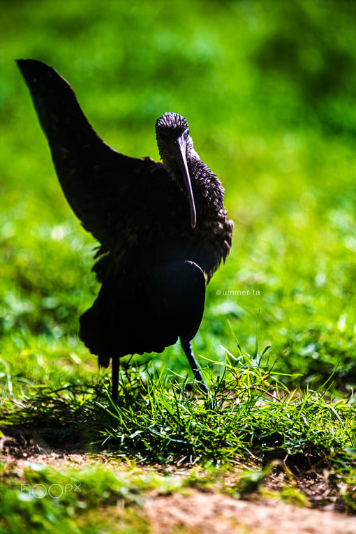 Canon EOS-1D C sample photo. Bird photography