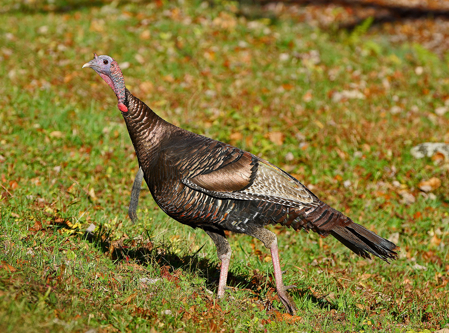 70-200mm F2.8 G SSM OSS II sample photo. Aw photography