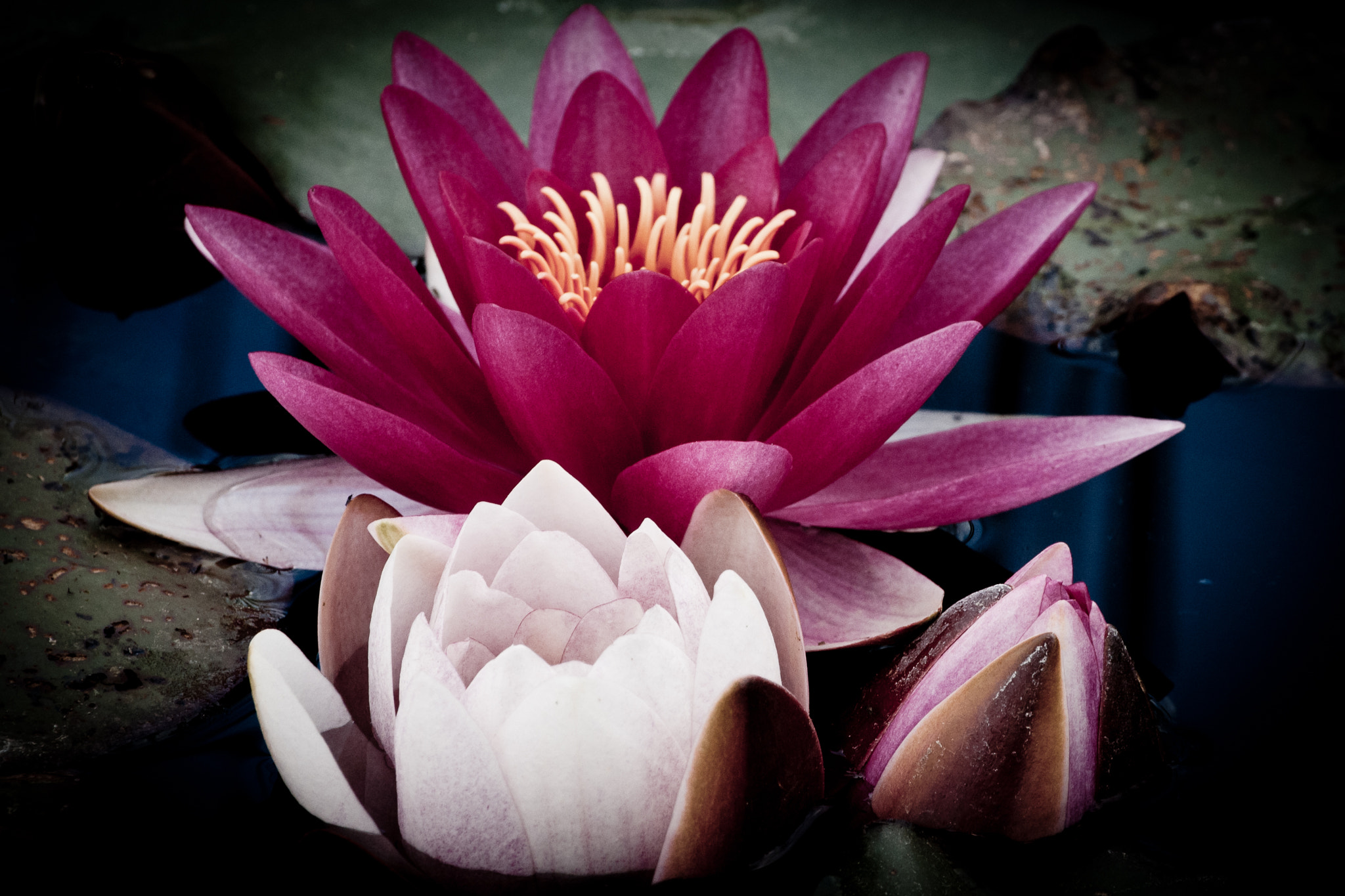 Sony 70-300mm F4.5-5.6 G SSM sample photo. Water lilly photography