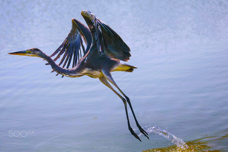 Canon EOS-1D C sample photo. Grey heron fly2 photography