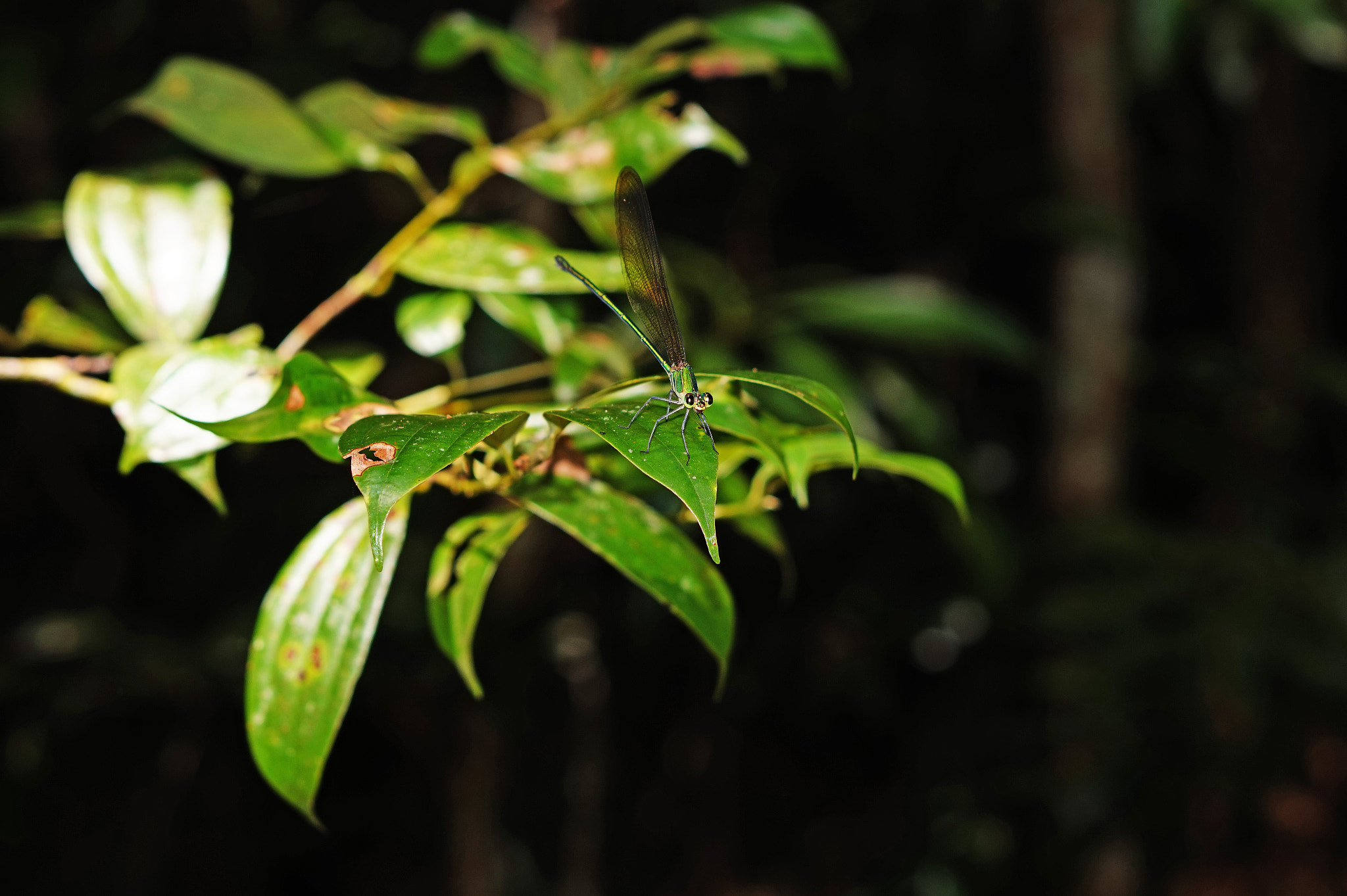 Sony Alpha a5000 (ILCE 5000) + E 50mm F1.8 OSS sample photo. Dragonfly photography