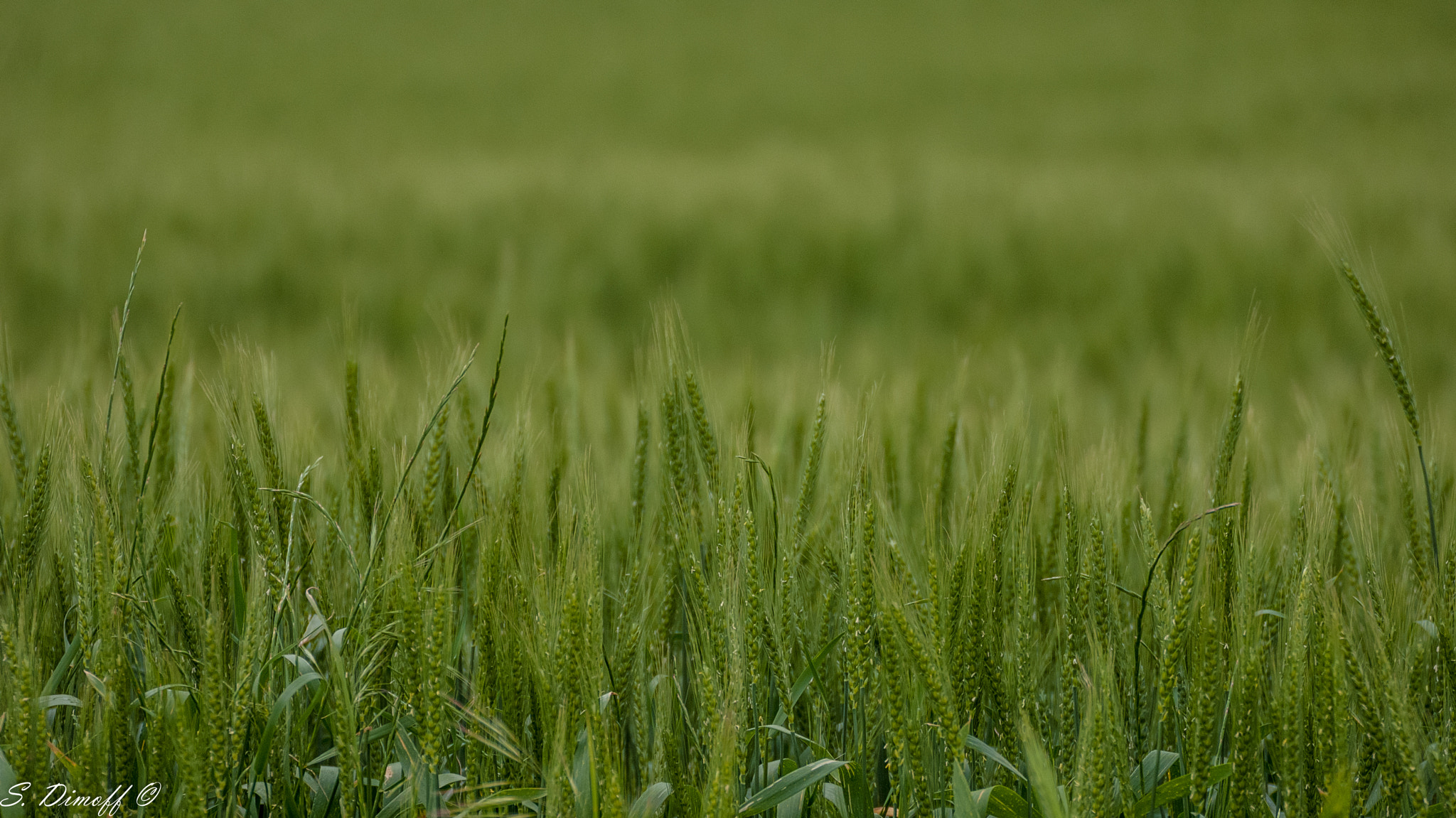 Tamron SP 70-300mm F4-5.6 Di USD sample photo. Wheat  photography