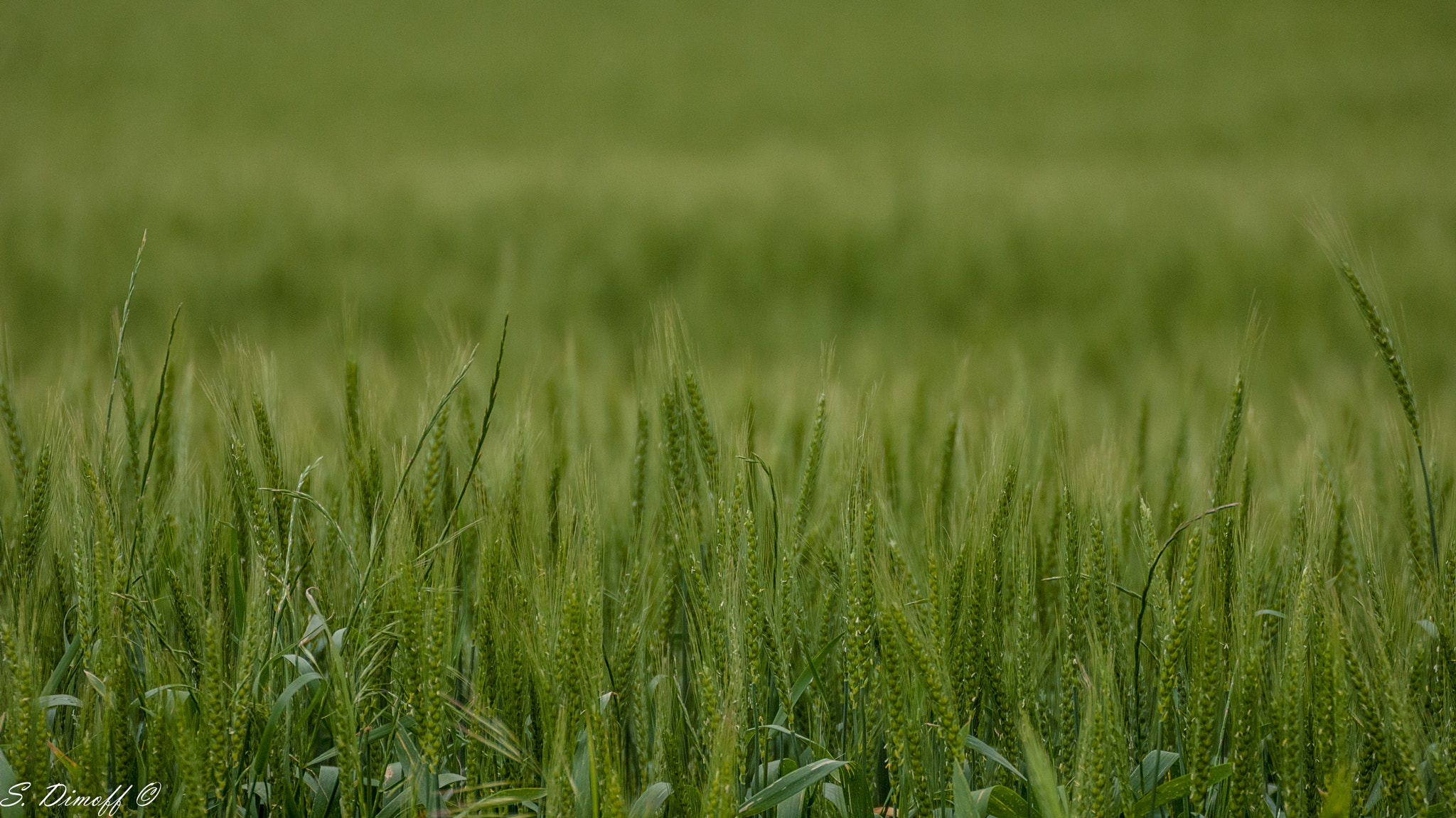 Sony Alpha DSLR-A200 + Tamron SP 70-300mm F4-5.6 Di USD sample photo. Wheat  photography