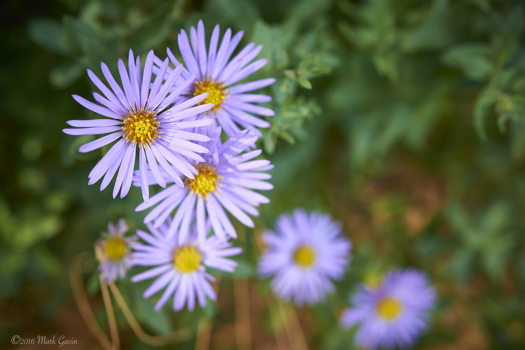 Nikon AF-S Micro-Nikkor 60mm F2.8G ED sample photo. Purple autumn flower at longwood gardens photography