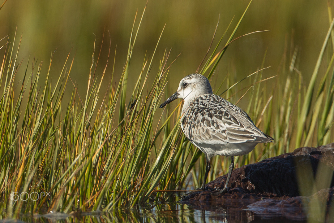 Canon EF 500mm F4L IS USM sample photo. Sanderling photography