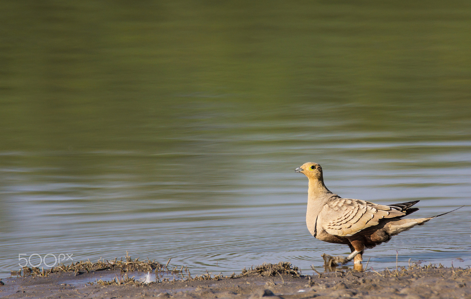 Sony SLT-A65 (SLT-A65V) + Tamron SP 150-600mm F5-6.3 Di VC USD sample photo. Chestnut bellied sandgrouse photography