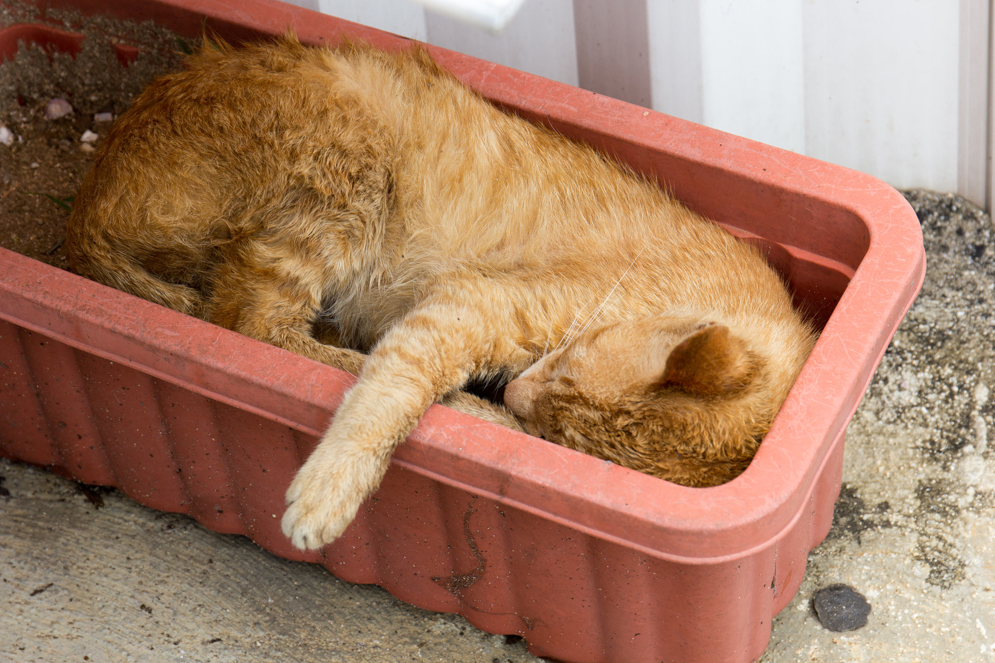 Canon EF 24-70mm F4L IS USM sample photo. Cat in a pot photography