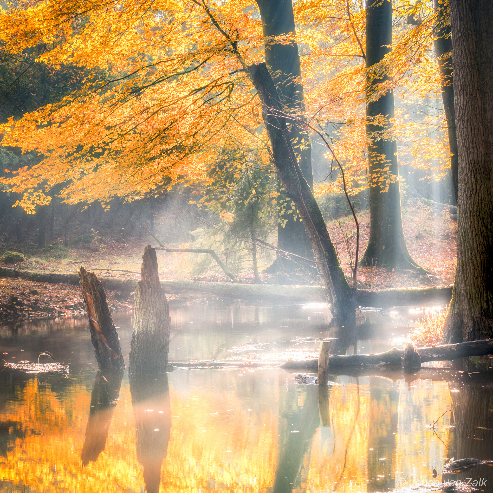 Nikon D800E sample photo. Reflection of sunlight photography