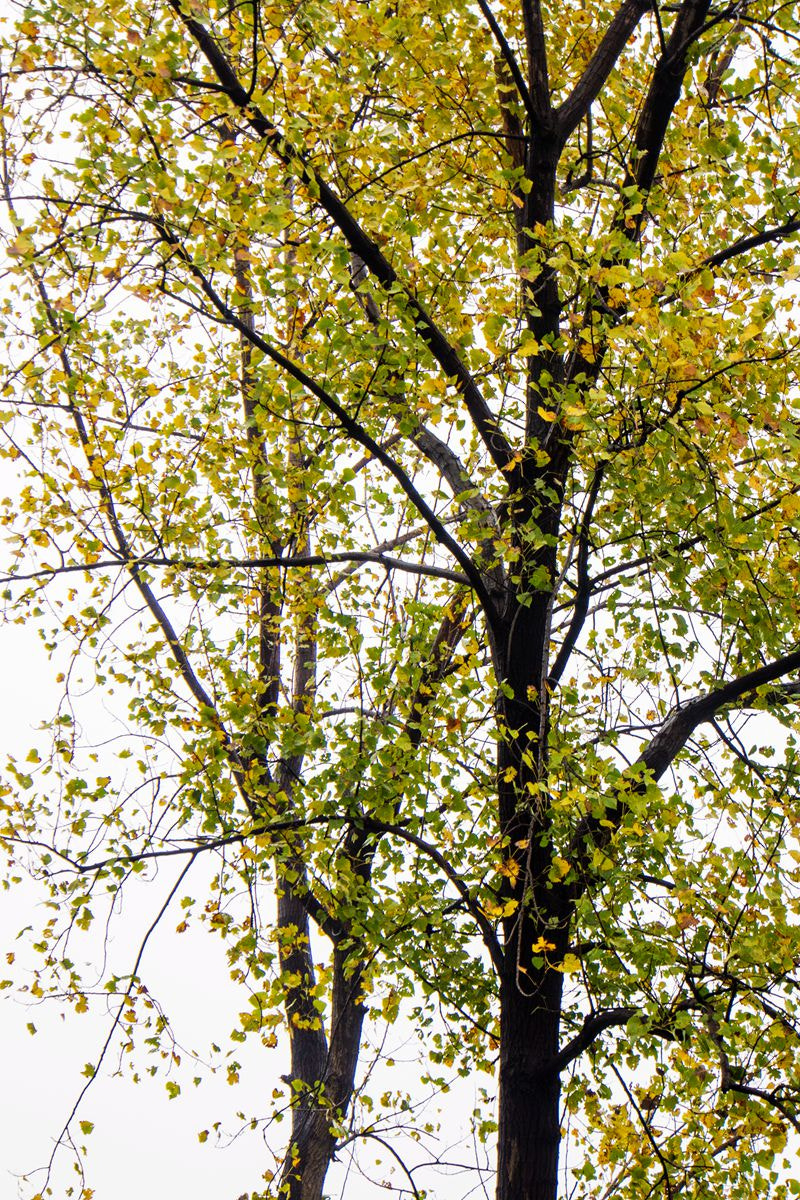 Olympus PEN E-PL5 sample photo. The trees of autumn photography