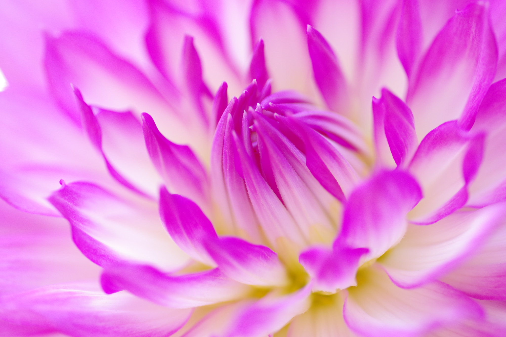 Pentax smc D-FA 100mm F2.8 Macro WR sample photo. Invisible touch photography