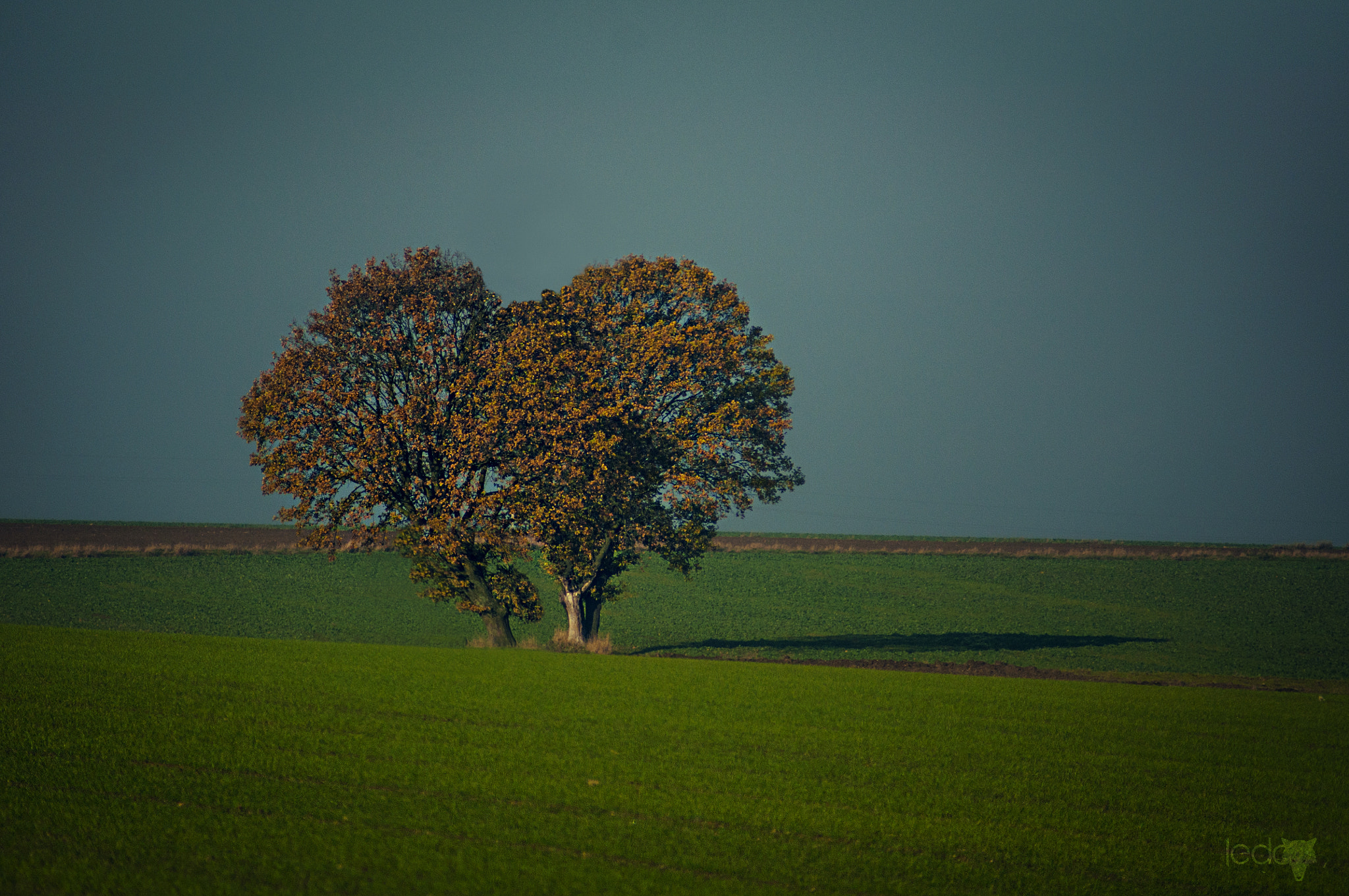 Nikon D90 sample photo. Love trees photography