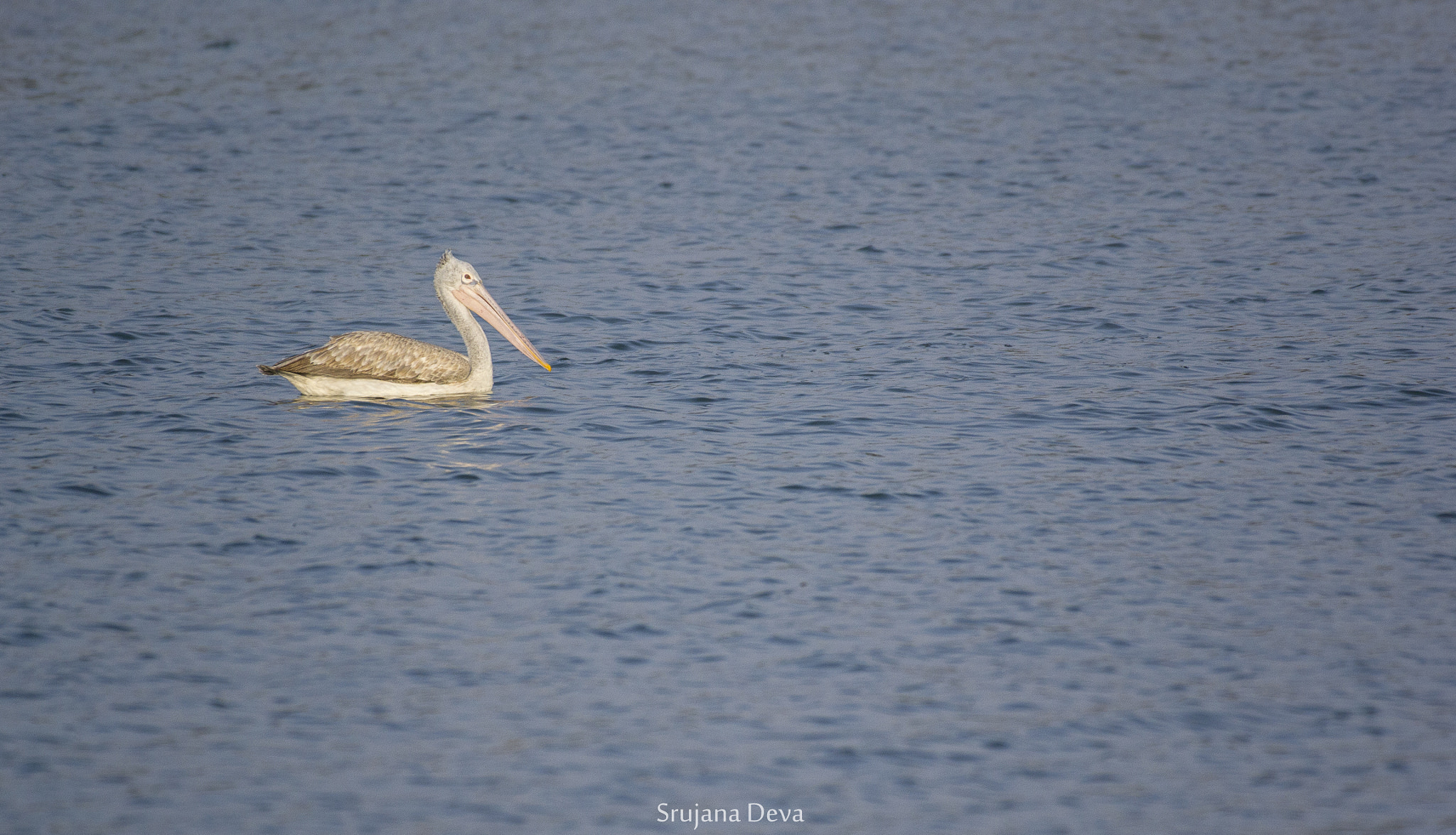 Nikon AF-S Nikkor 200-500mm F5.6E ED VR sample photo. Lone saint photography