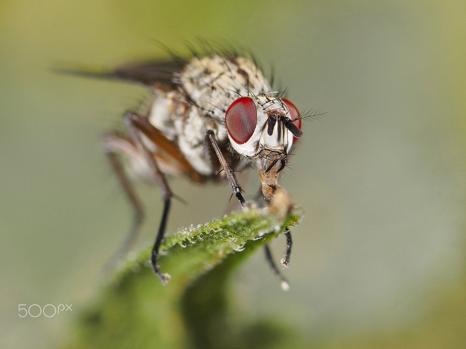 Olympus OM-D E-M1 + OLYMPUS 50mm Lens sample photo. Fly photography