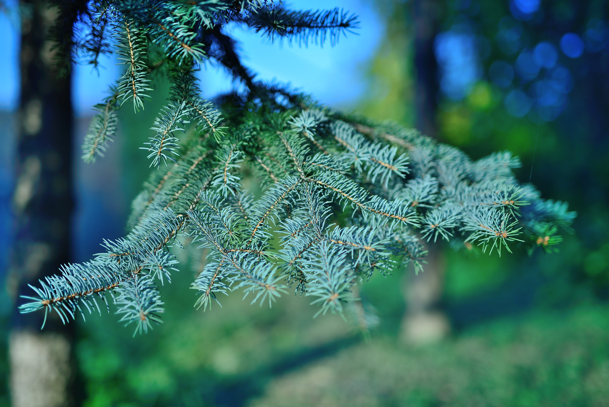 Nikon D610 + Sigma 50mm F1.4 DG HSM Art sample photo. Ezüstfenyő photography