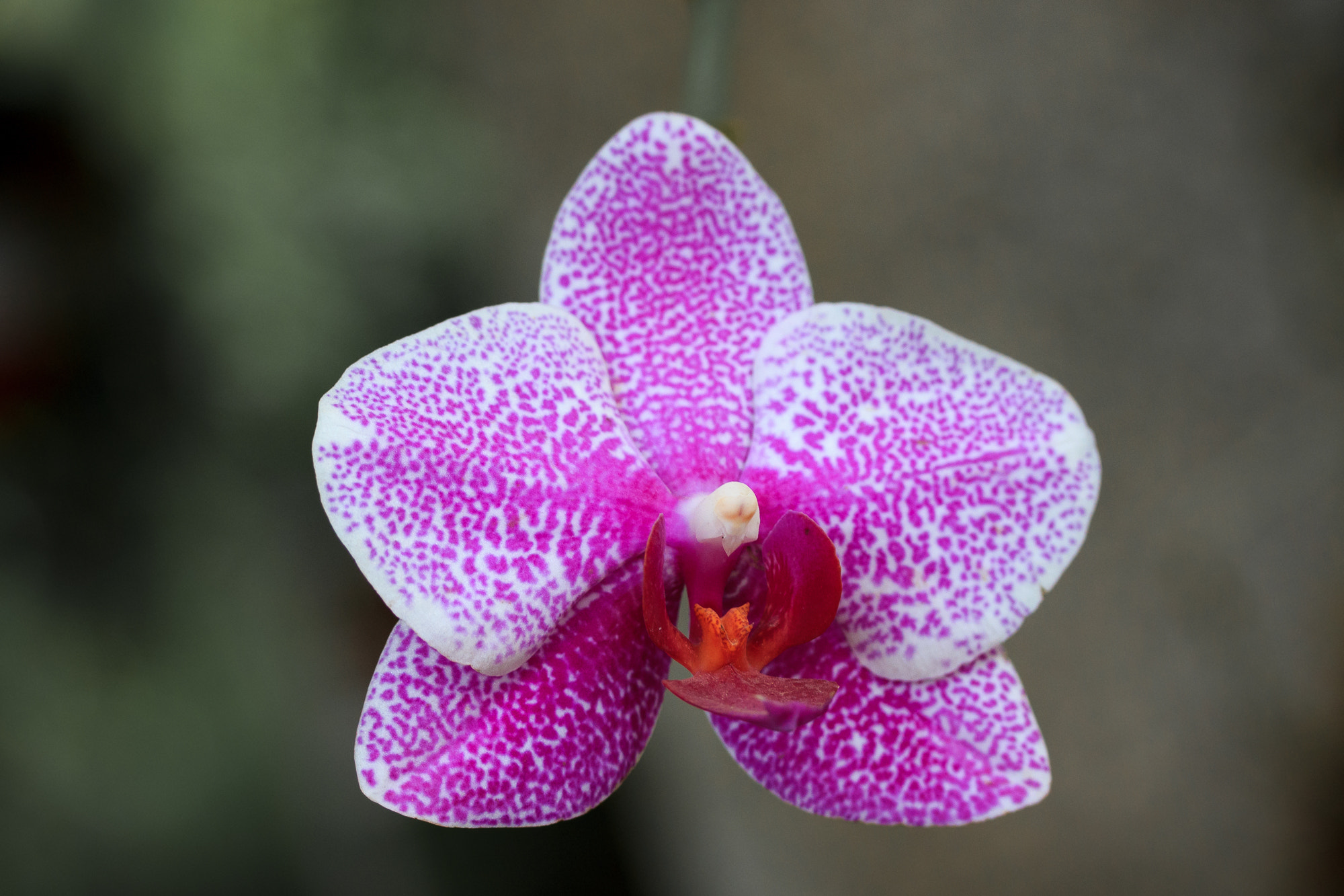 Canon EOS 550D (EOS Rebel T2i / EOS Kiss X4) sample photo. Purple orchid photography