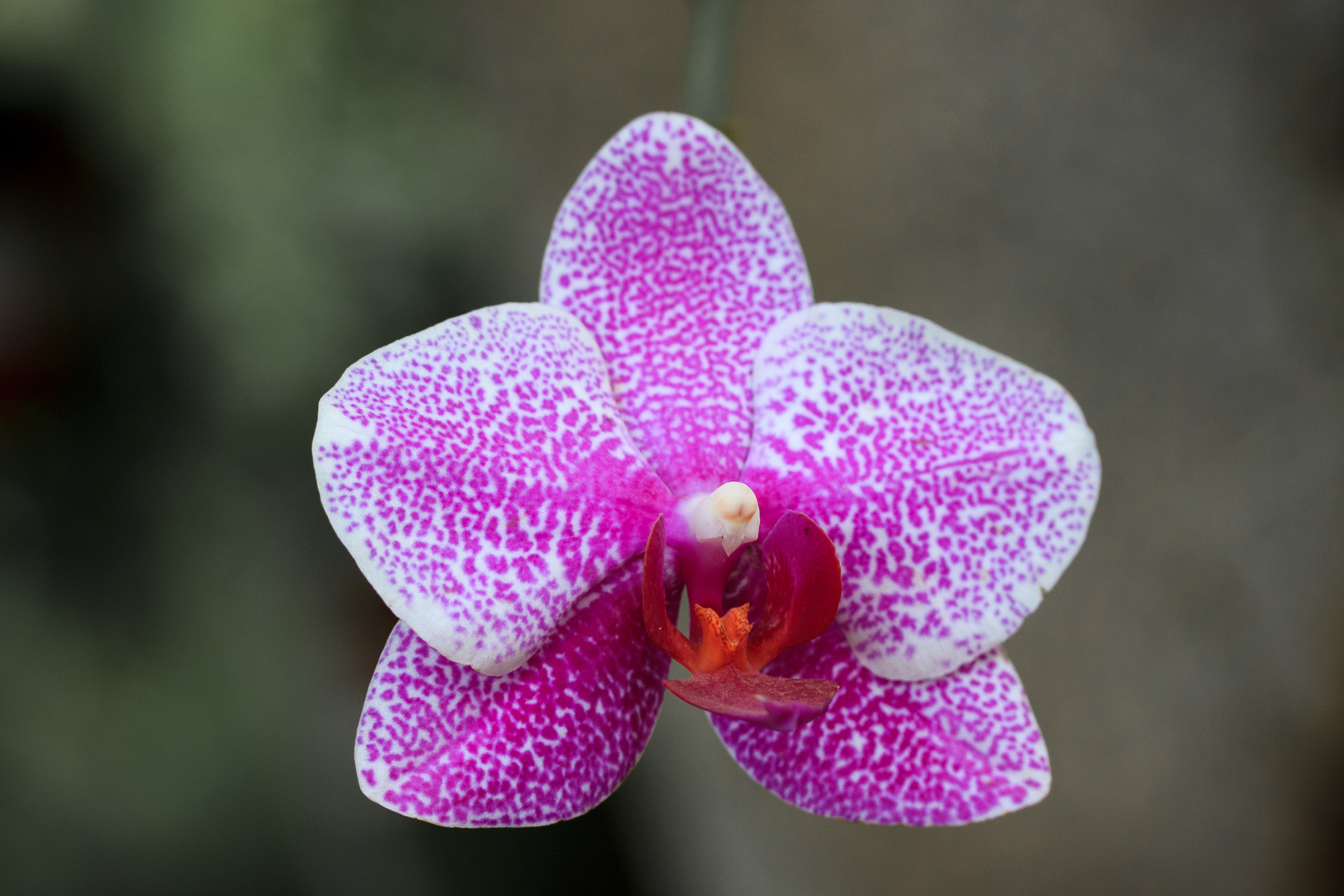 Canon EF-S 60mm F2.8 Macro USM sample photo. Purple orchid photography