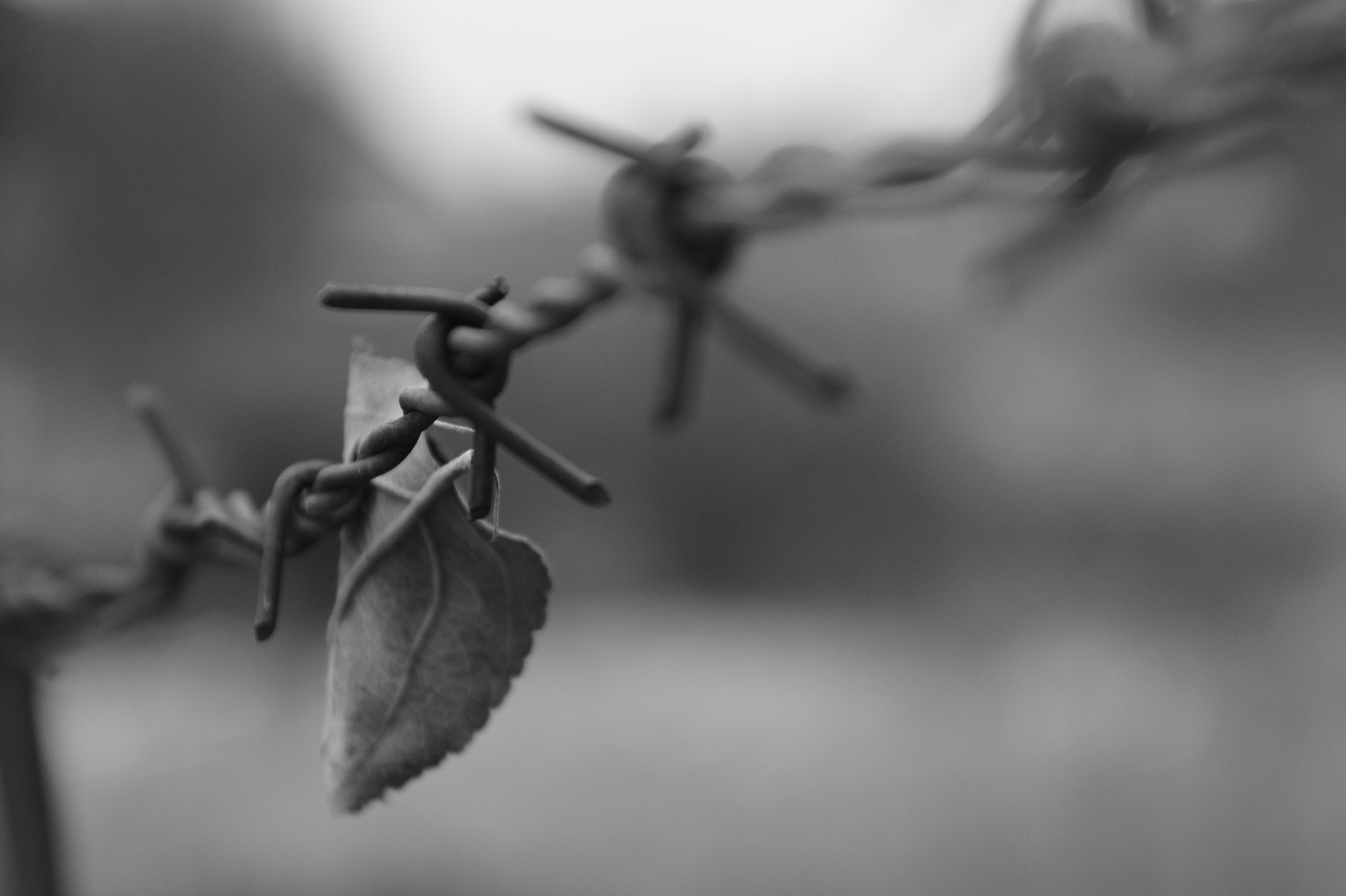 Sigma 17-70mm F2.8-4 DC Macro OS HSM | C sample photo. The end ... photography