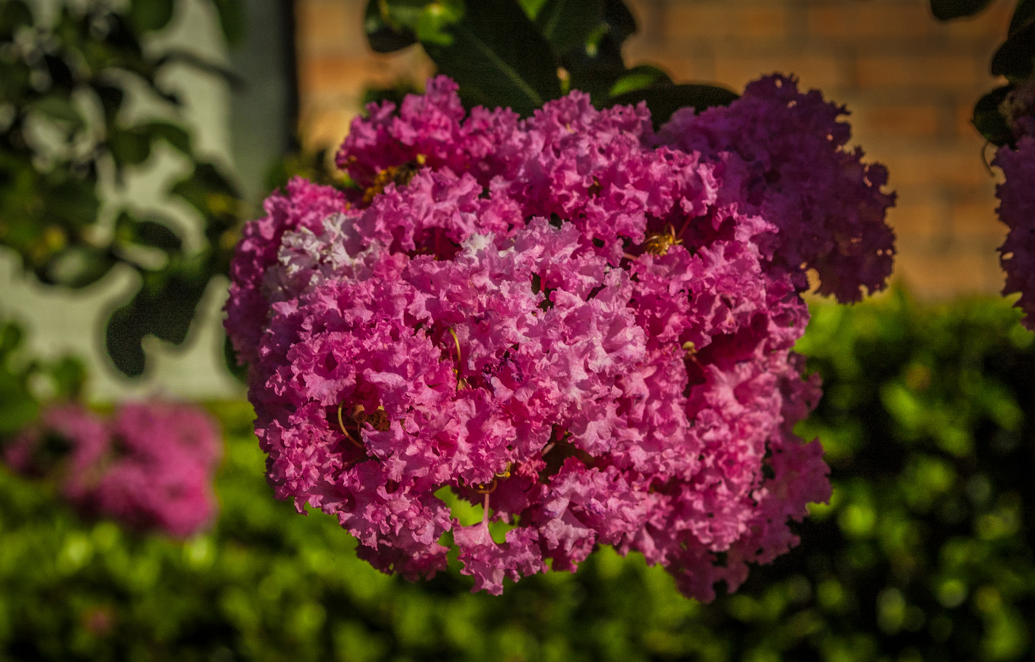 Nikon D70 sample photo. Crape myrtle photography