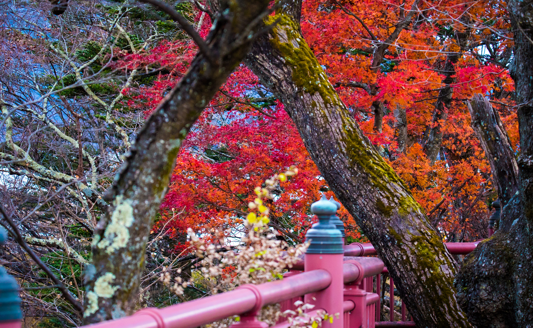 Sony a7S + Tamron SP 150-600mm F5-6.3 Di VC USD sample photo. Colors of the fall photography