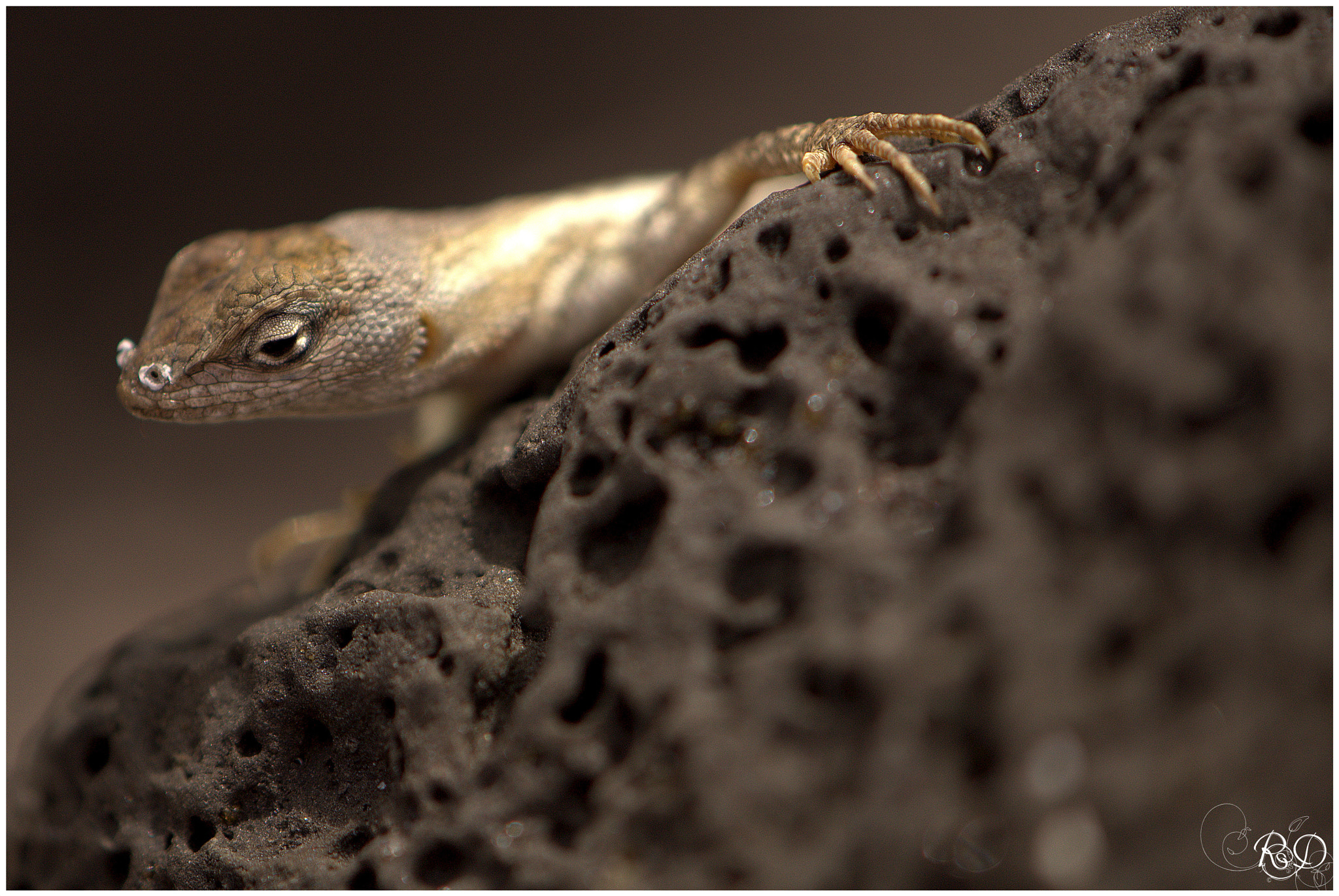 Nikon AF-S DX Micro-Nikkor 85mm F3.5G ED VR sample photo. Lizard of lava photography