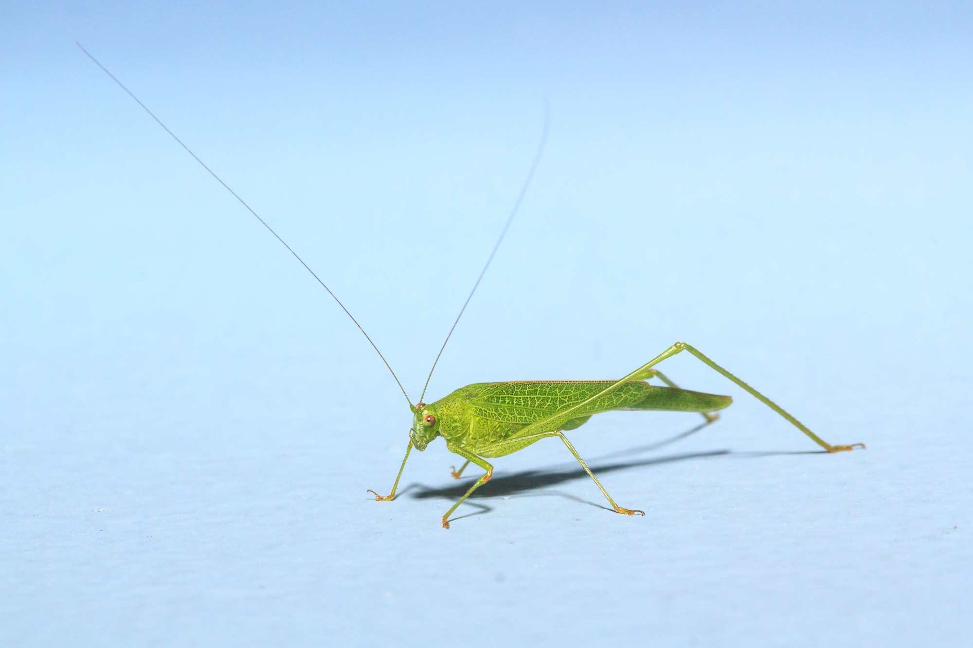 Canon EF-S 60mm F2.8 Macro USM sample photo. Katydid photography