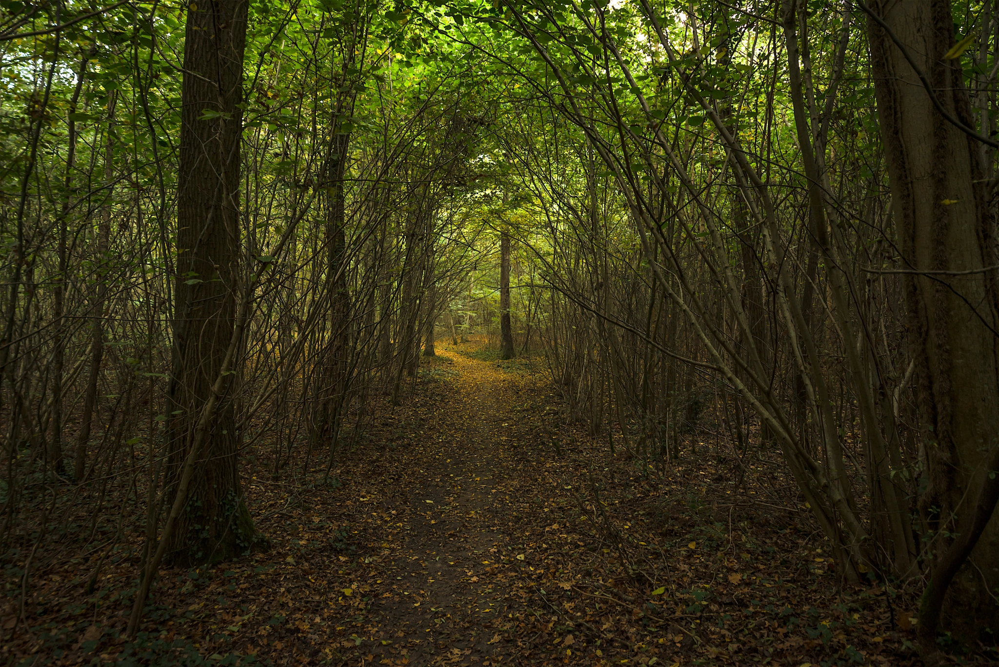 Nikon D600 + Sigma 12-24mm F4.5-5.6 II DG HSM sample photo. Nature photography