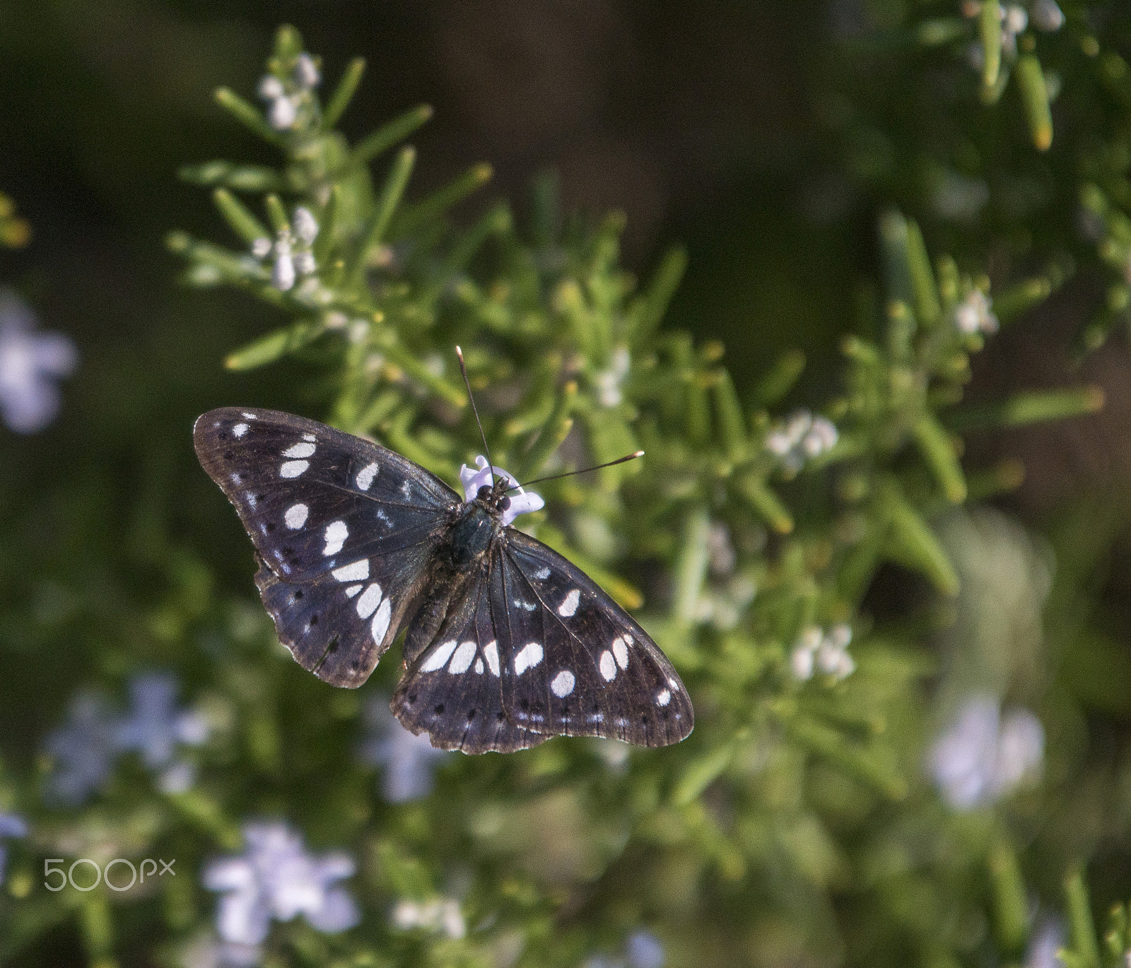 98-280mm F4 sample photo. Butterfly and rosemary photography