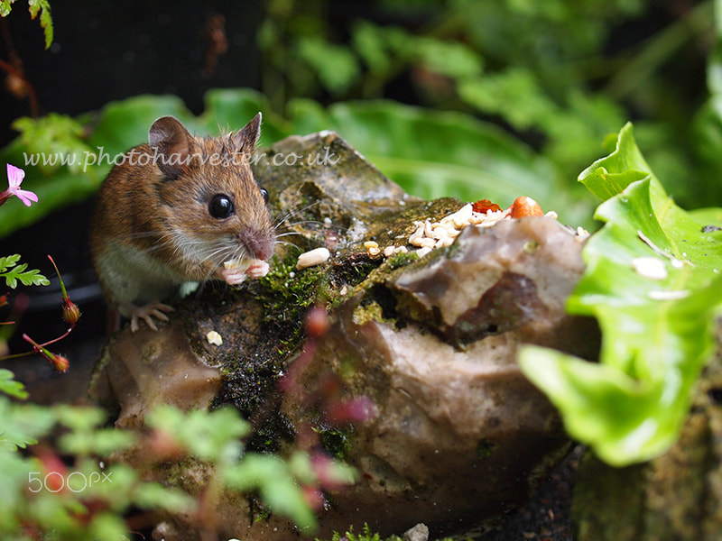 Olympus PEN E-PL1 + OLYMPUS 35mm Lens sample photo. Wood mouse at lunch photography