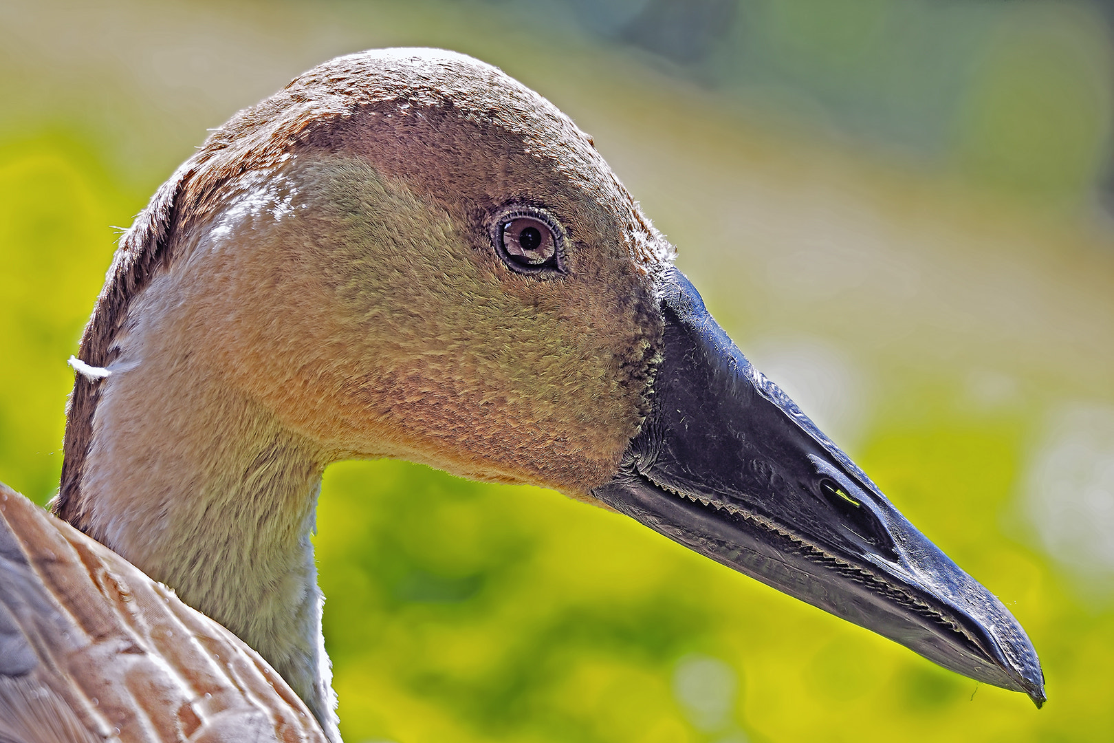 Olympus OM-D E-M5 II sample photo. Olympus photography