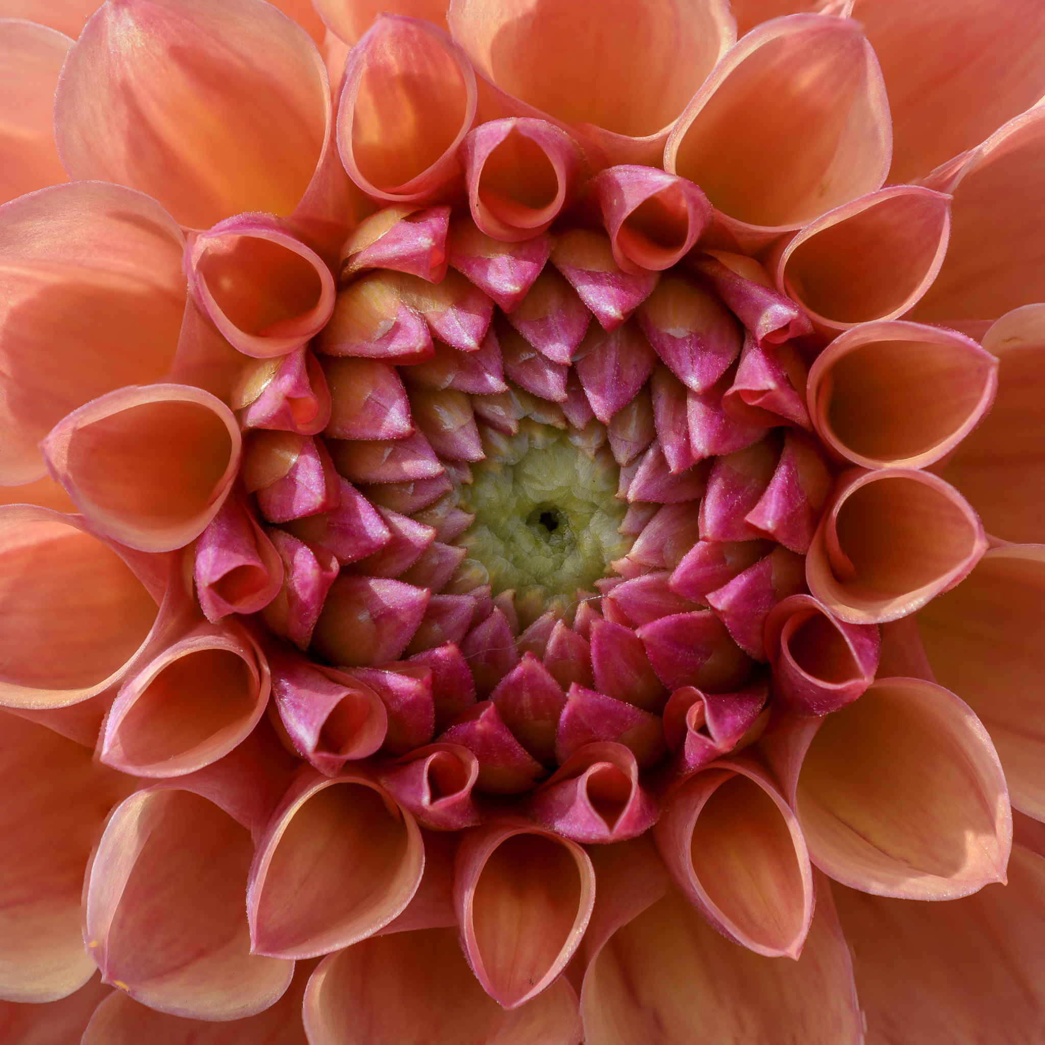 Nikon AF-S DX Micro-Nikkor 85mm F3.5G ED VR sample photo. Dahlia photography