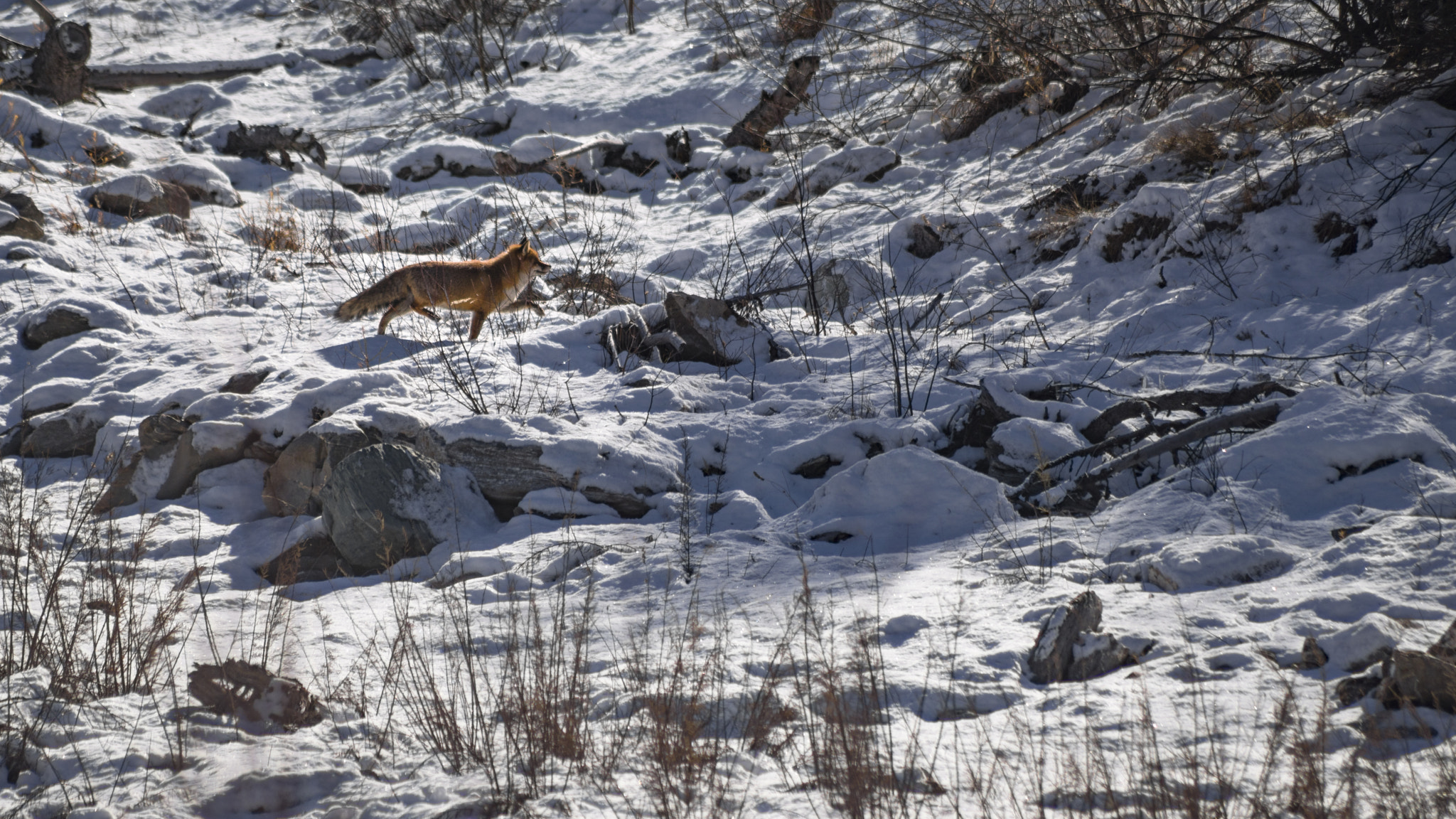 Sony 75-300mm F4.5-5.6 sample photo. The renard photography