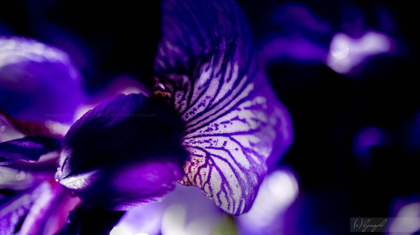 Sony Alpha NEX-5 sample photo. .. irises .. photography