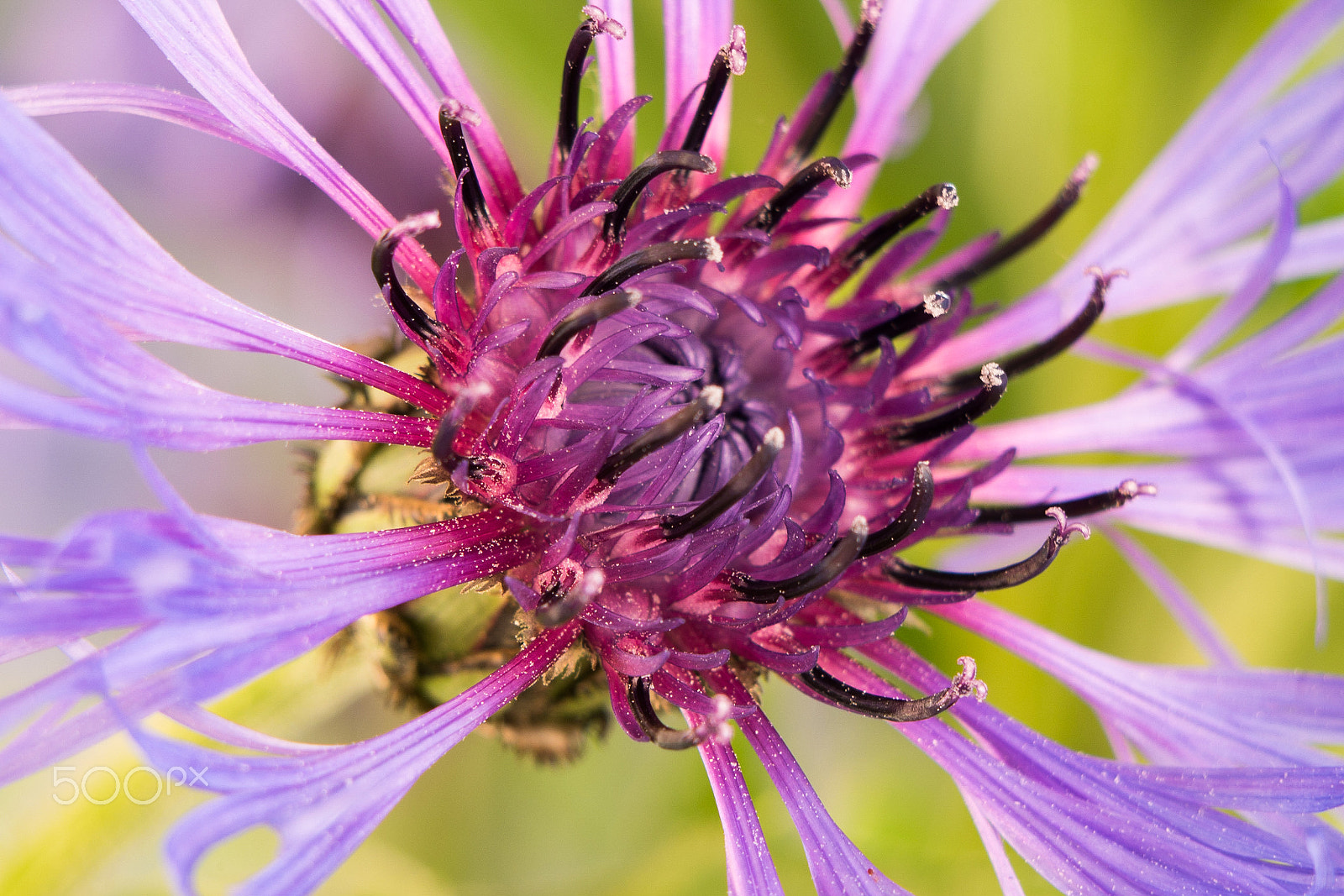 Panasonic Lumix DMC-GX7 sample photo. Flockblume photography